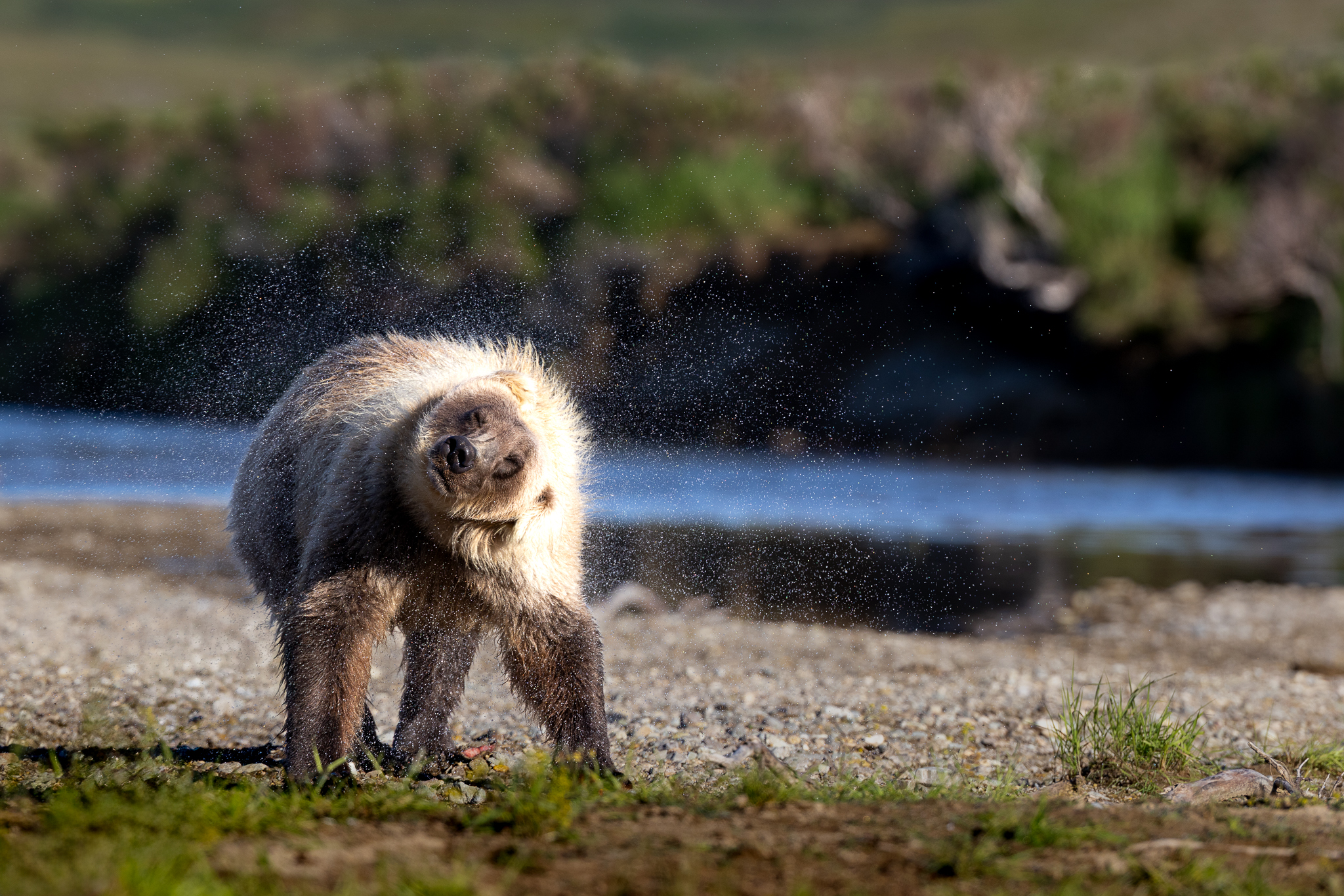 Head snapped around, water going everywhere, as the Brown Bear shakes itself dry after a failed fishing attempt.