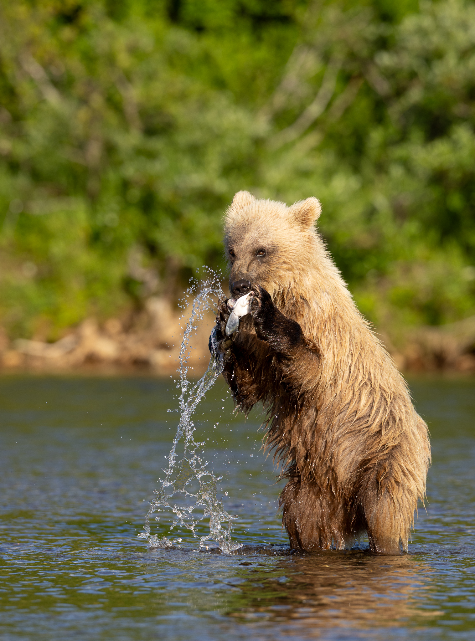 More interested in playing with the salmon than eating it, this young Brown Bear kept rising onto its hind legs while holding what remained of the salmon.