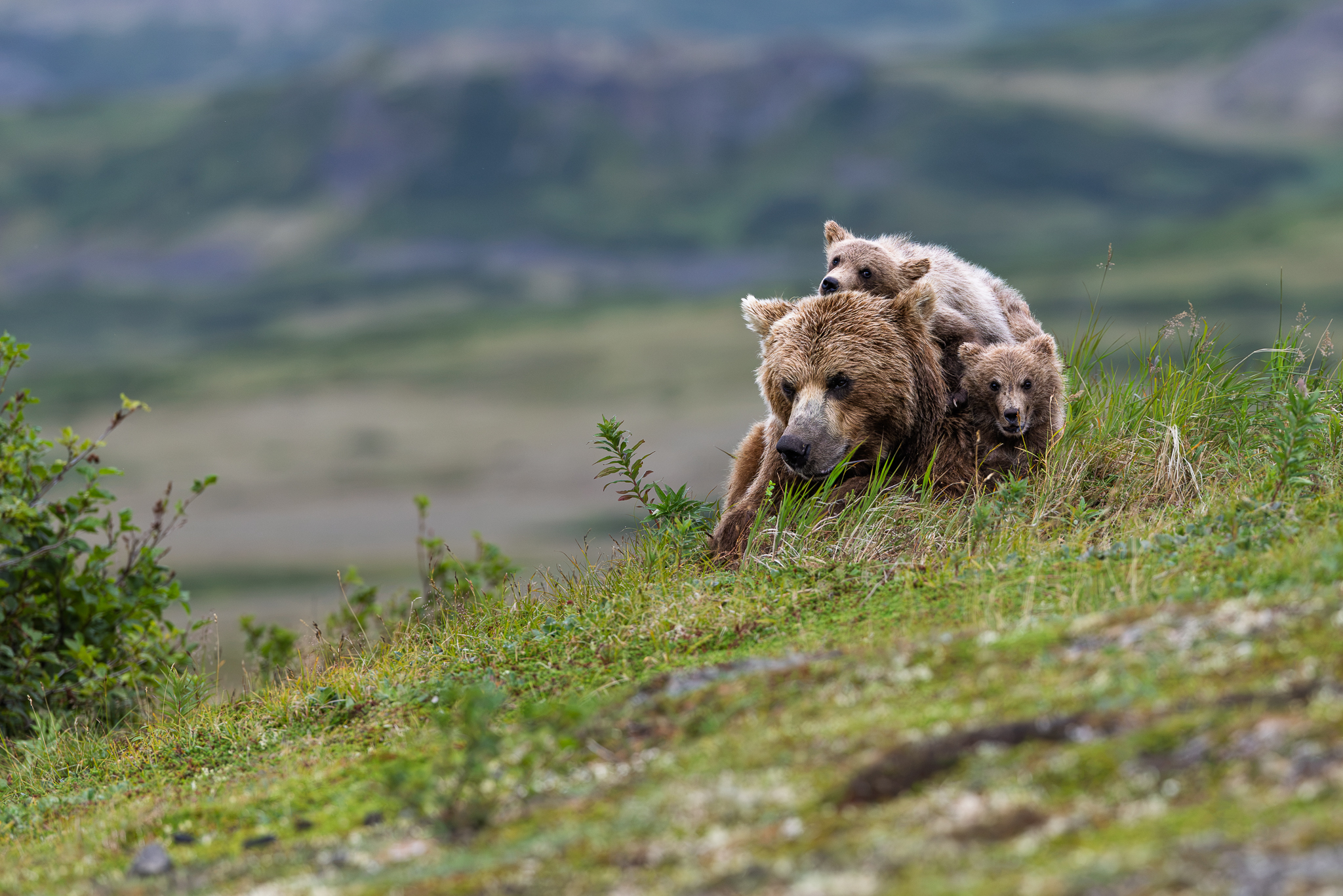 A patient momma Brown Bear, with her two cubs climbing onto her back to rest and play.