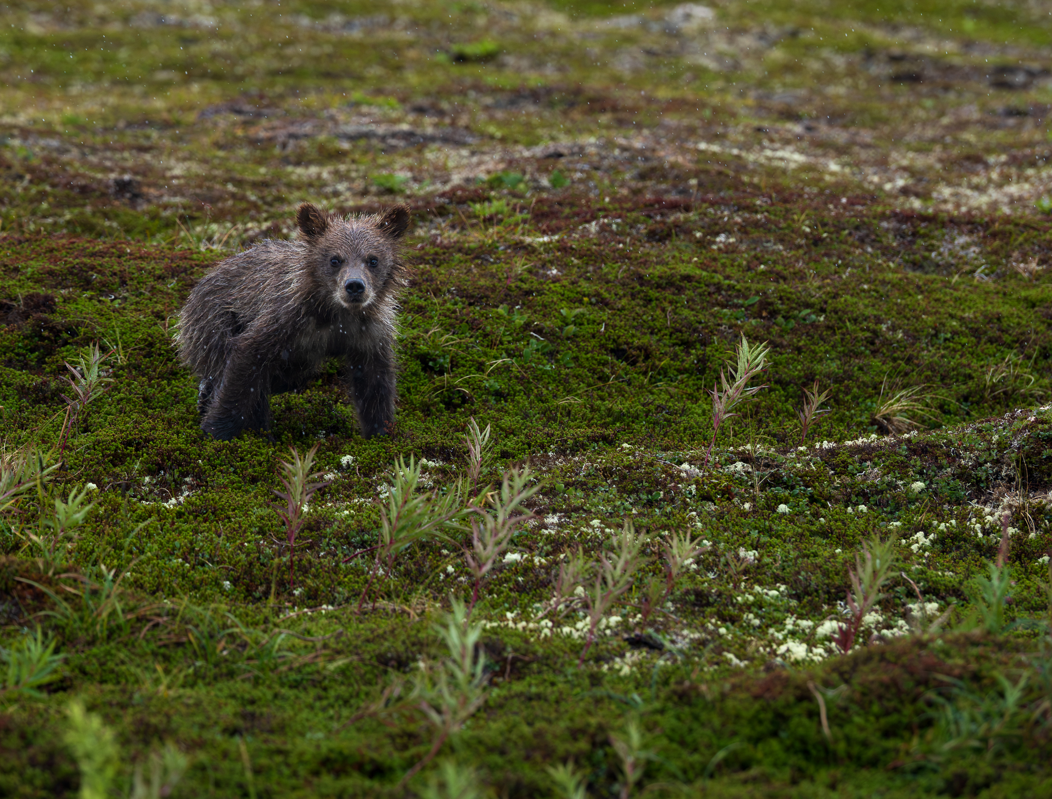 Rain that had soaked through my jacket seemed not to register on this Brown Bear cub, which rose from its nap on the open tundra and followed its mother and siblings to the river.
