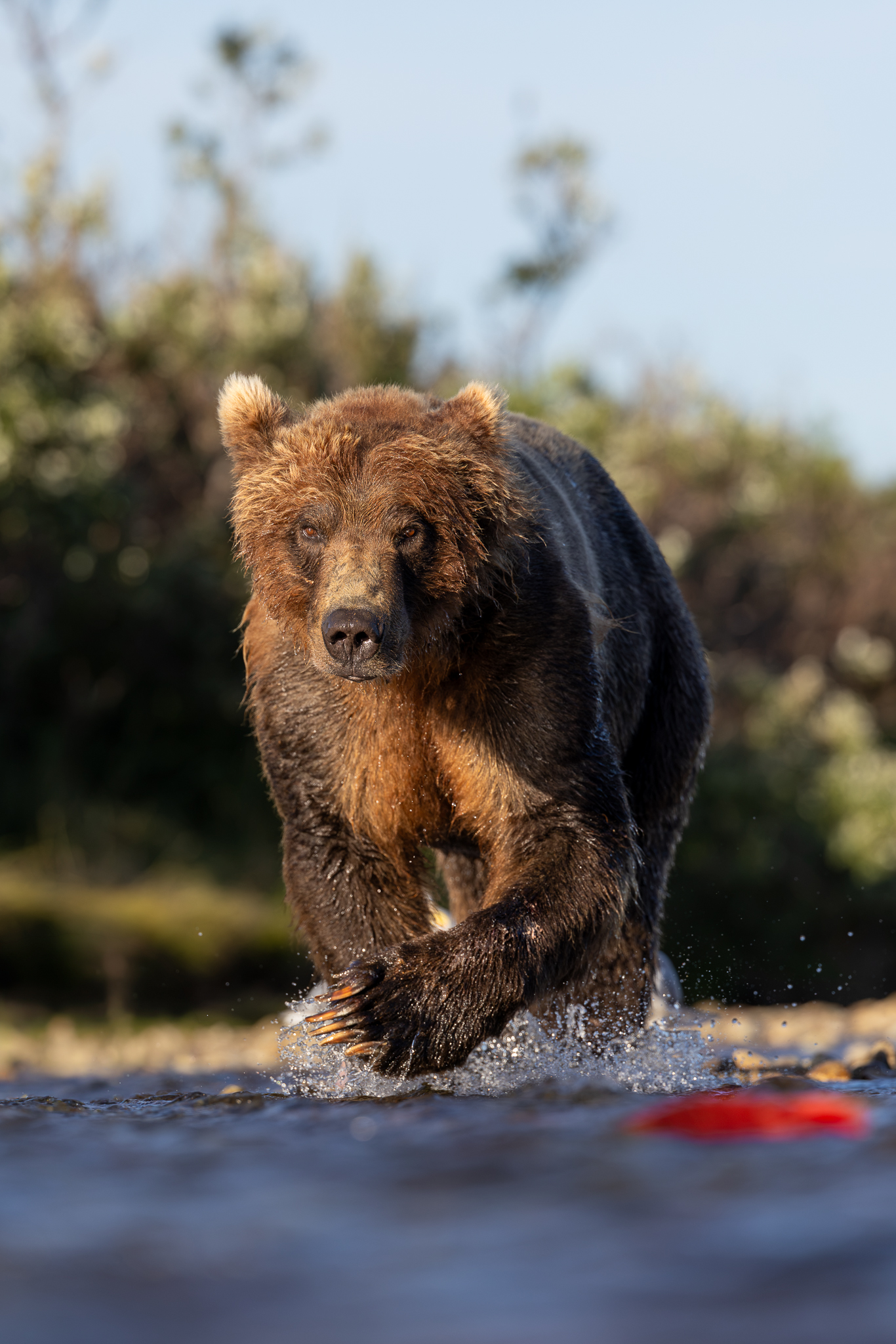 This big Brown Bear came straight towards us as he hunted for salmon.
