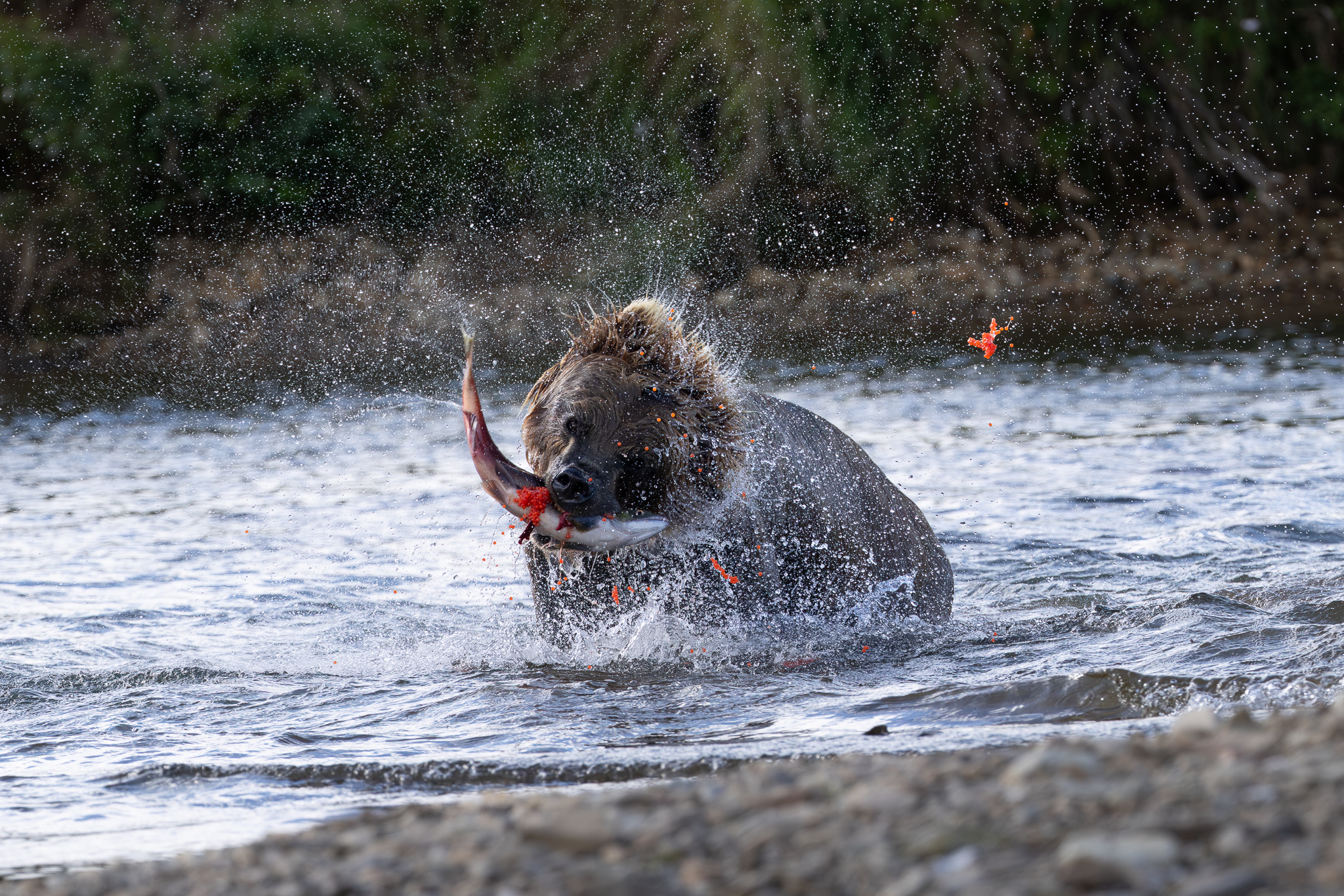 This Brown Bear shook after catching a salmon throwing roe across the water.