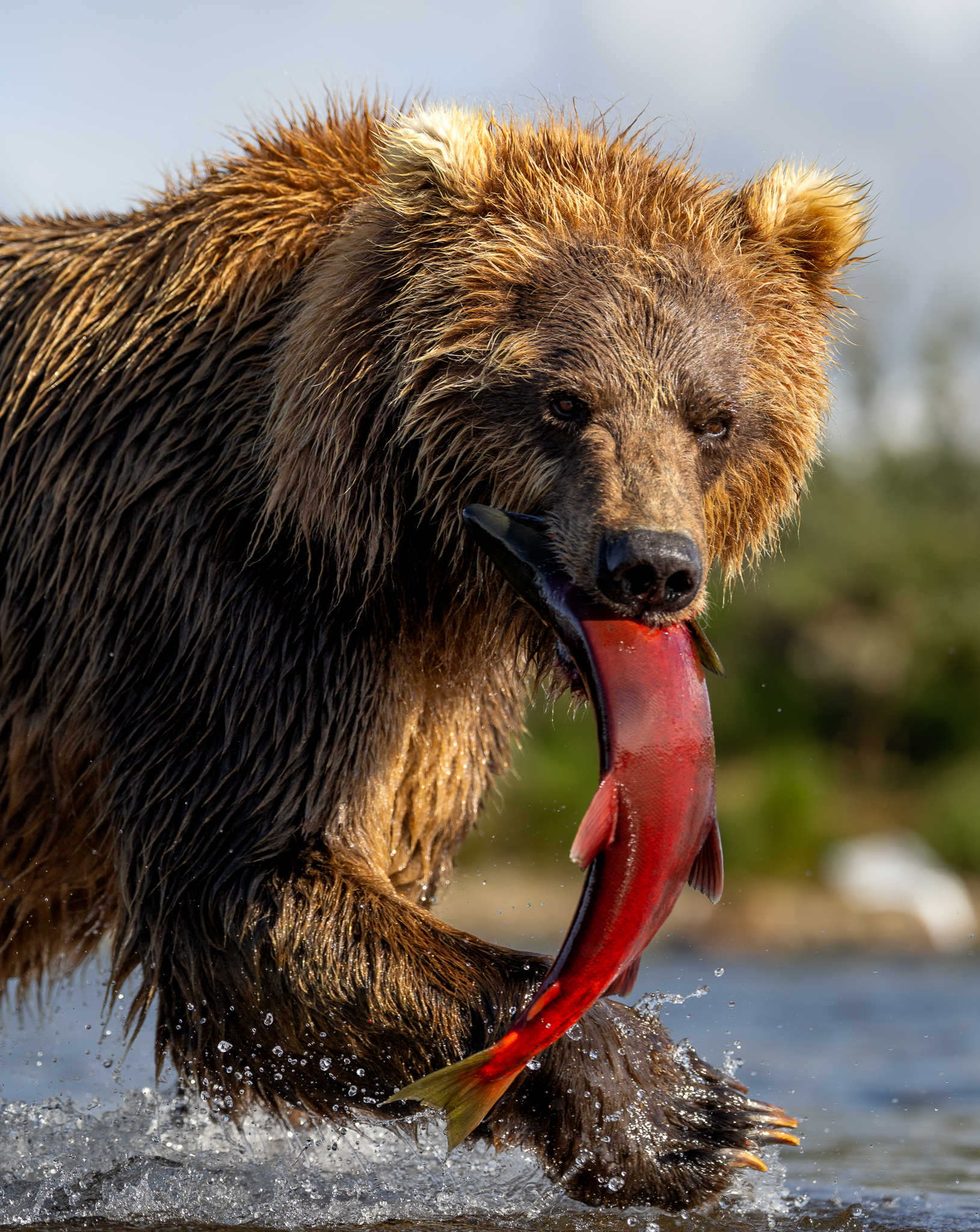 This Brown Bear was running away from a larger brown bear, to keep his freshly caught salmon, when he passed by a few feet in front.