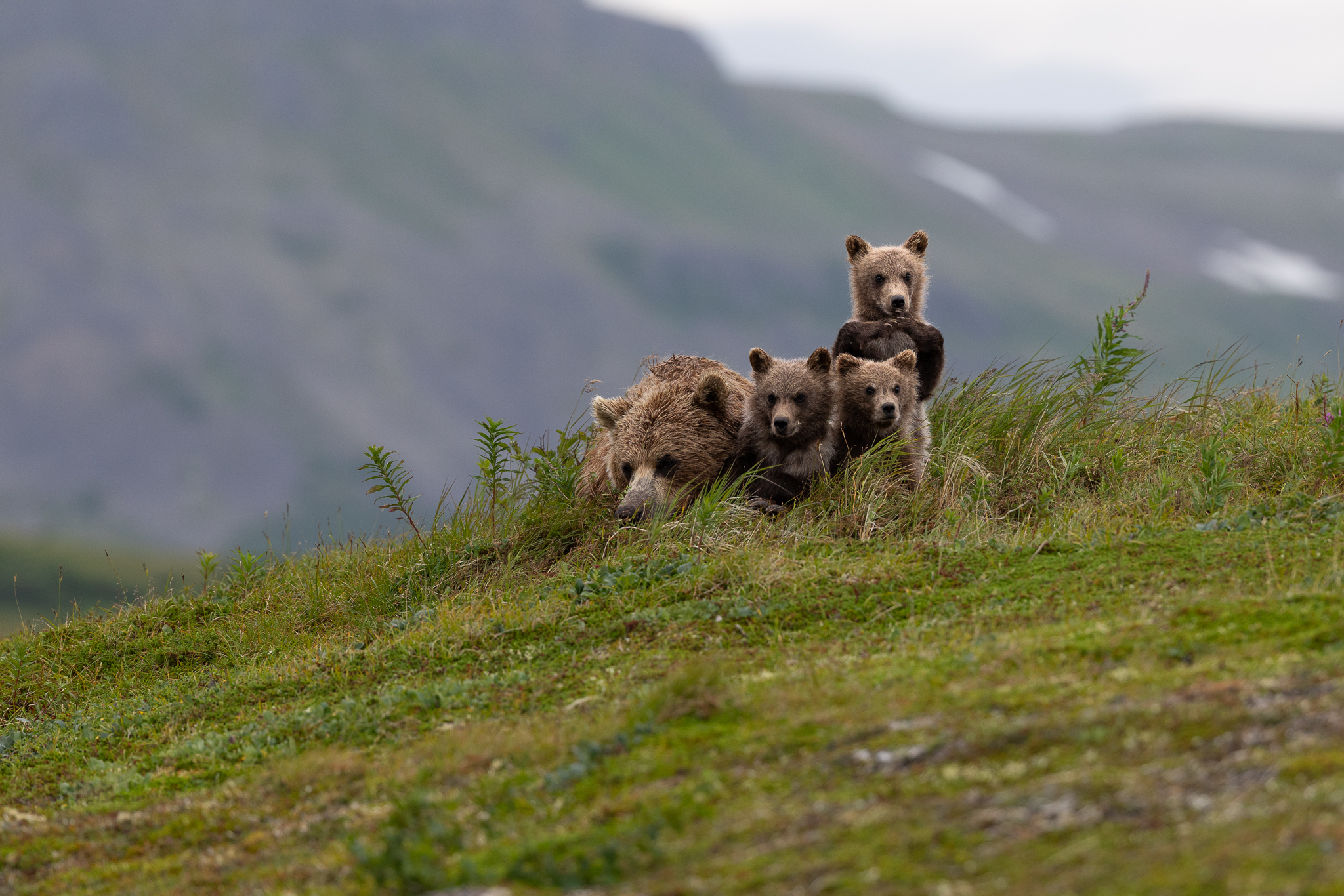 This mother bear was trying to get some rest as her cubs kept playing around her.