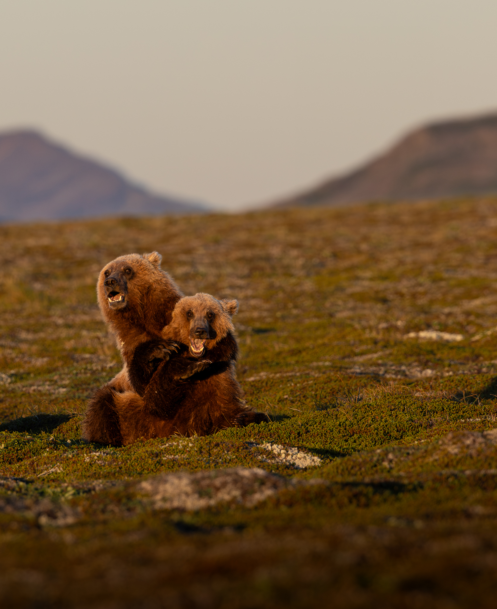 Two Brown Bear cubs wrestling on the open tundra in Alaska.