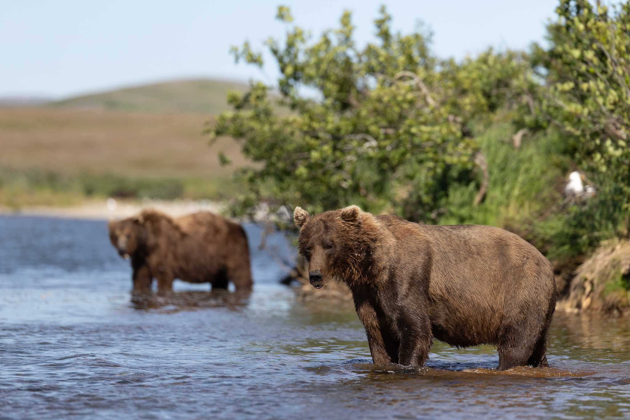 Two Brown Bears standing in the shallows, watching for salmon.