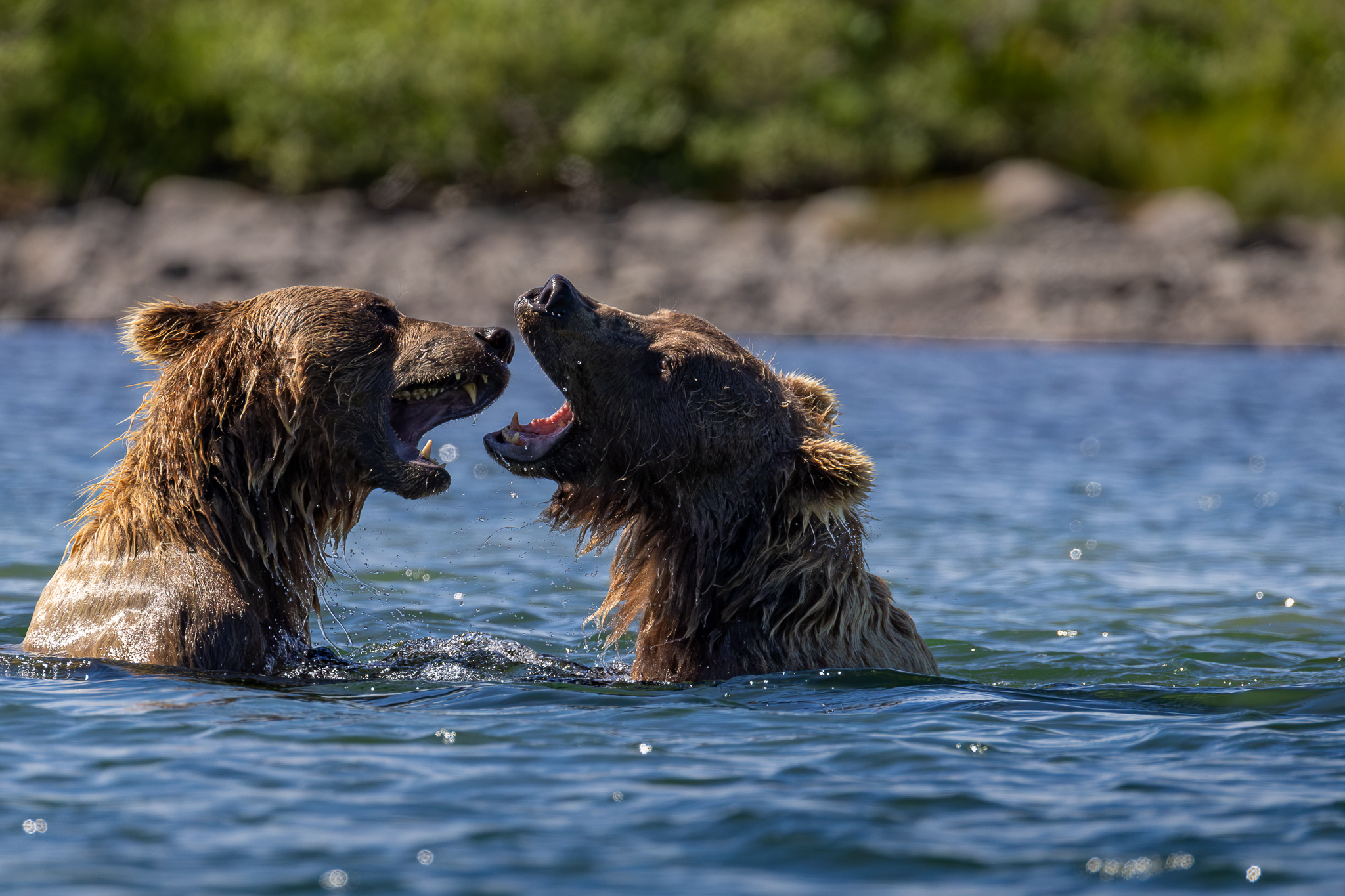 Two sub adult Brown Bears sparring in the water of a small lake.