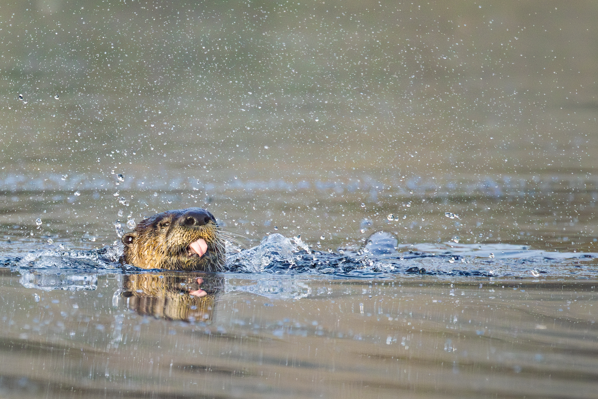 A North American River Otter sticking out his tongue in a pond in Washington State.