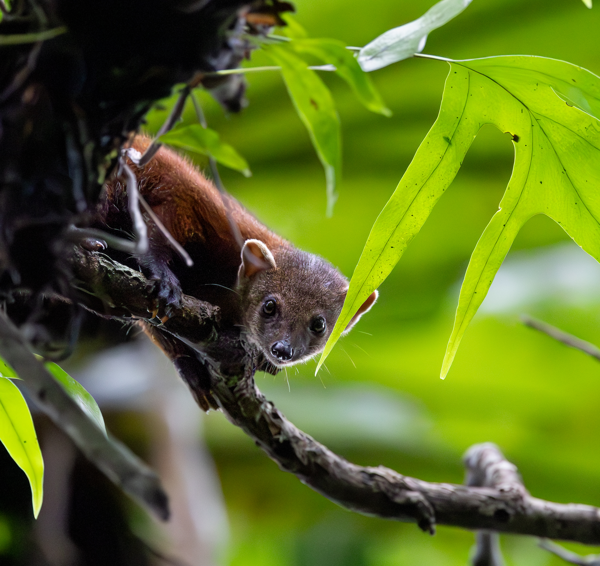 A Ring-tailed Mongoose in Masoala National Park, Madagascar.