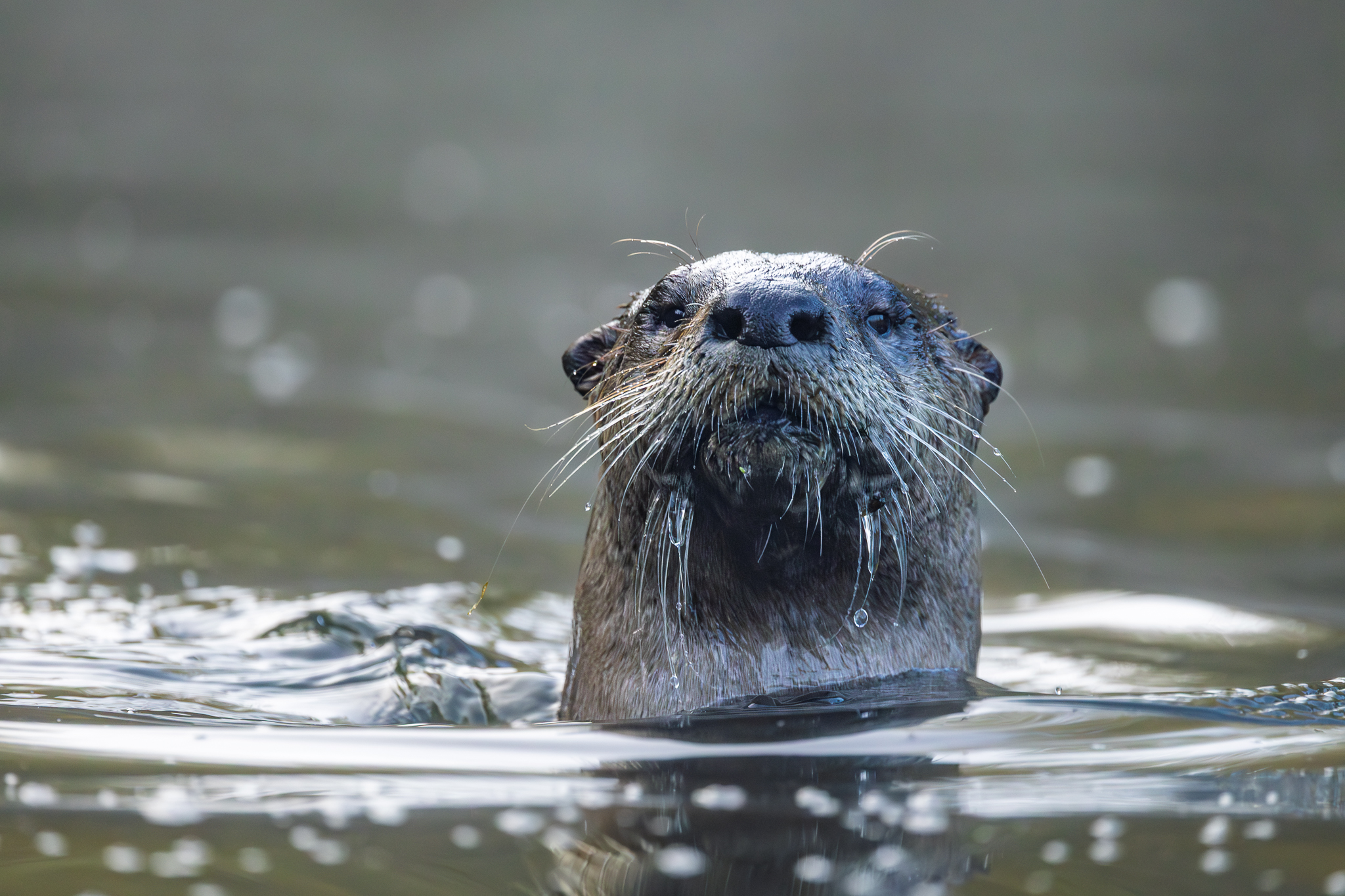A North American River Otter who raised his head up to check out what I was doing.