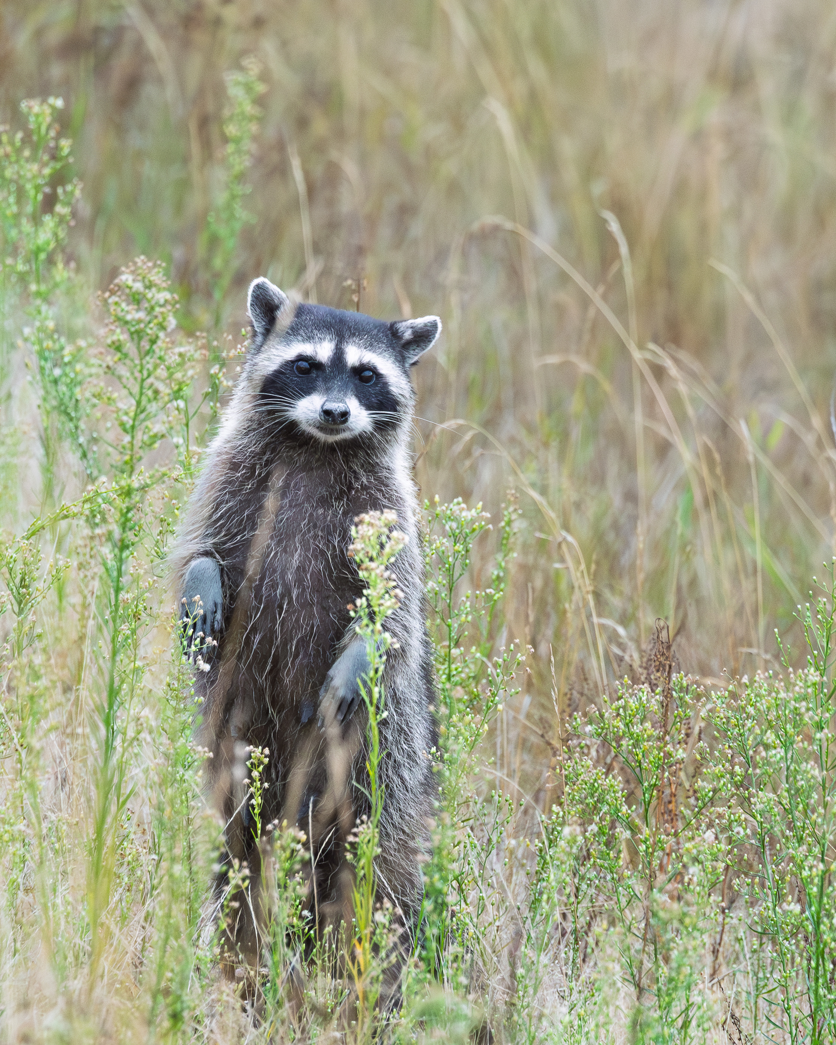 A Raccoon in Steigerwald National Wildlife Refuge.