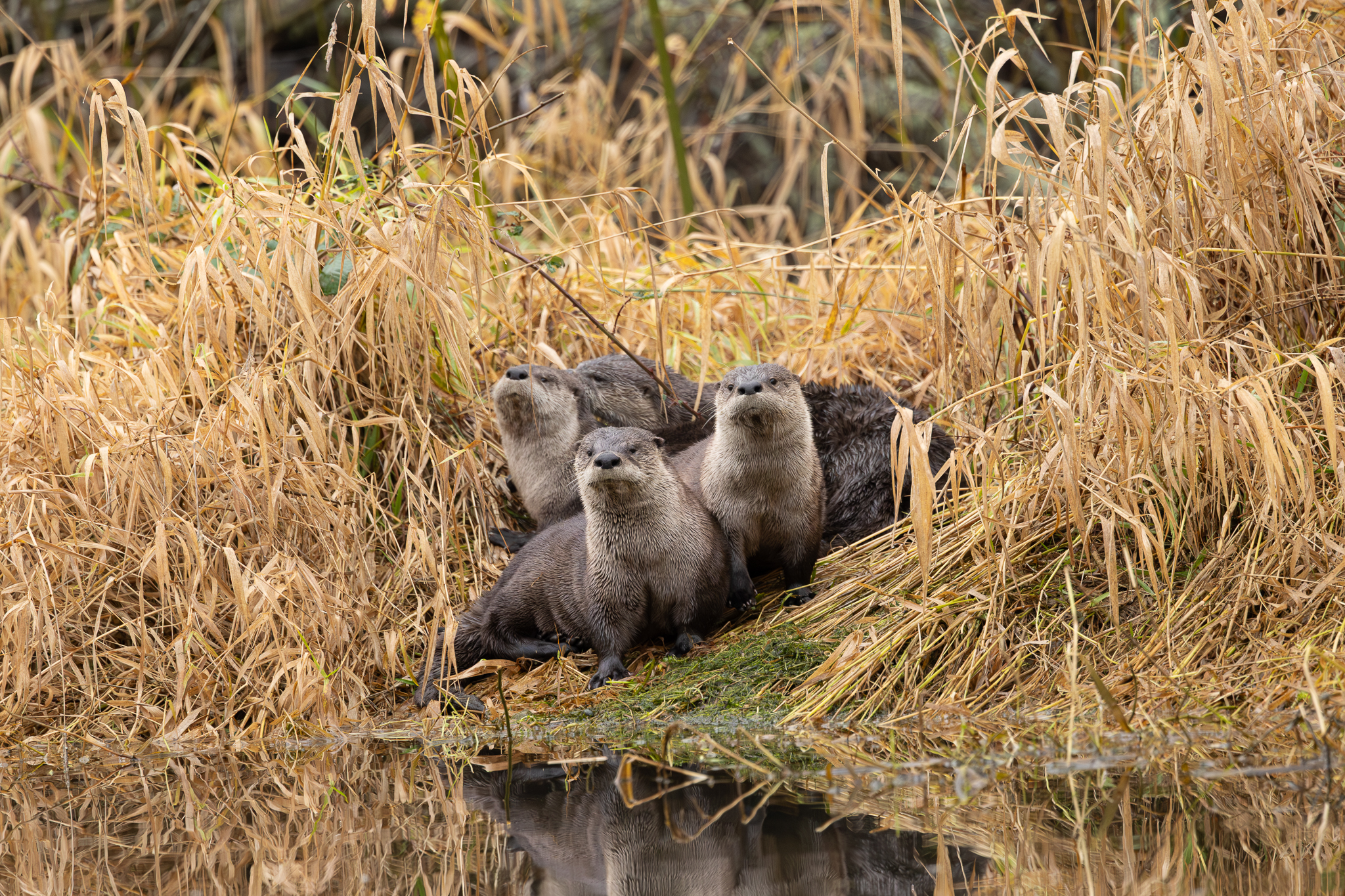 A family of North Americam River Otters in Washington State.