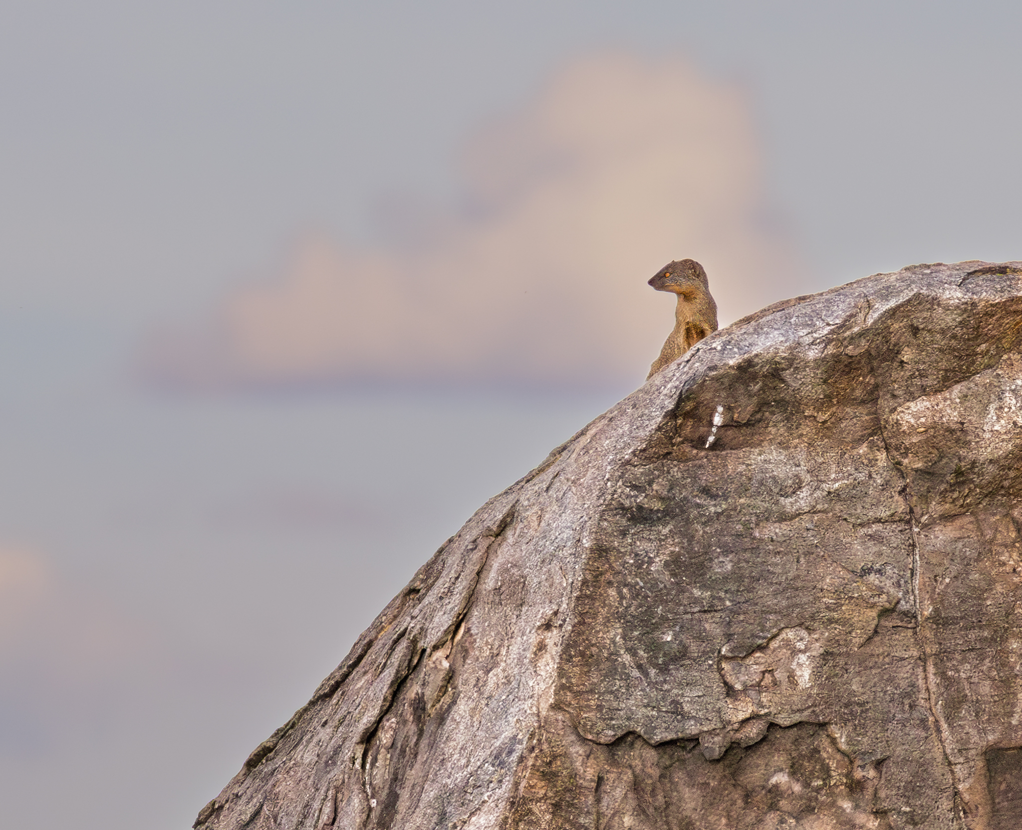 A Mongoose on watch in Serengetia National Park, Tanzania.