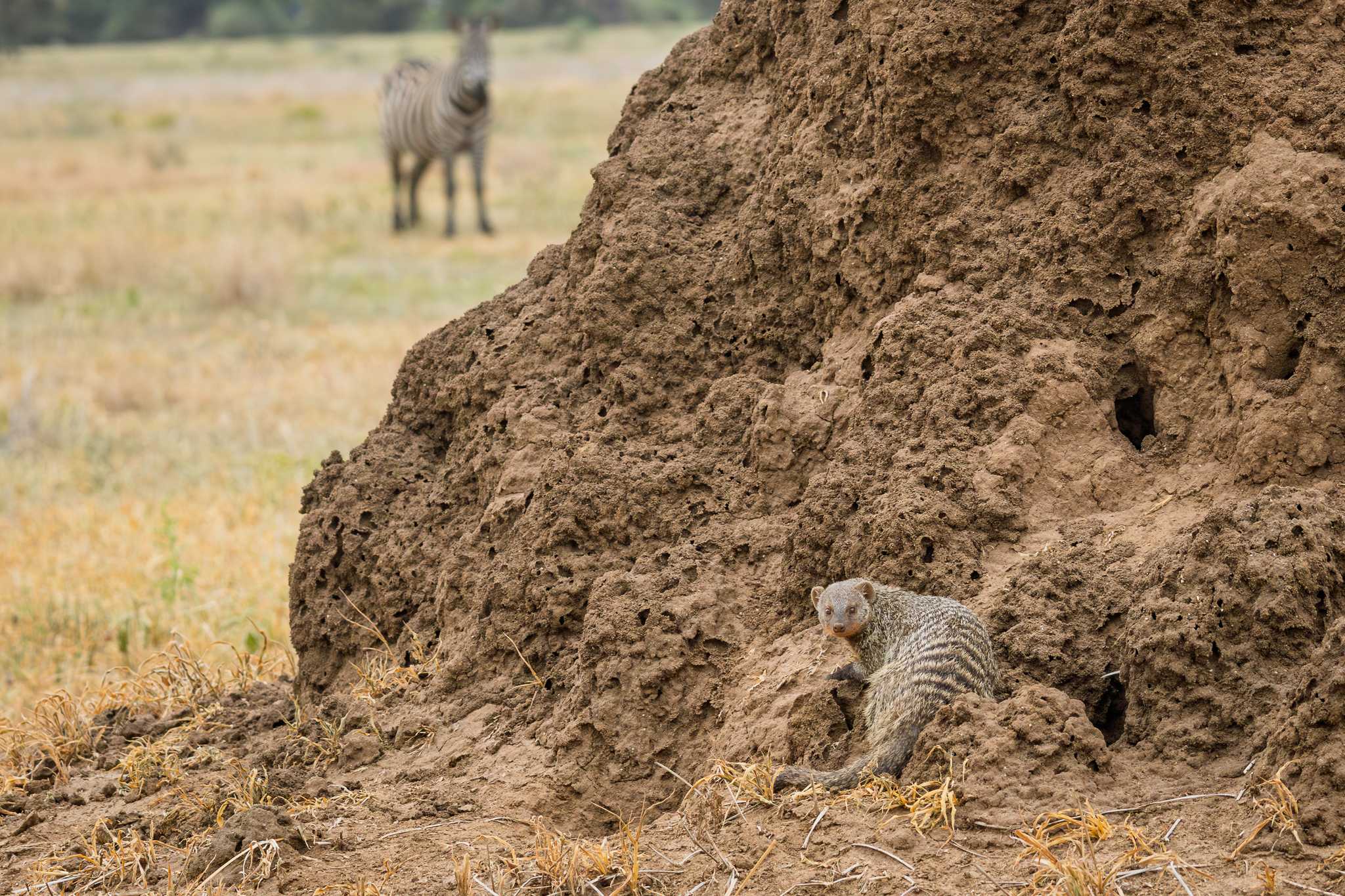 A Banded Mongoose looking for food in a Termite mound in Tarangire National Park, Tanzania.