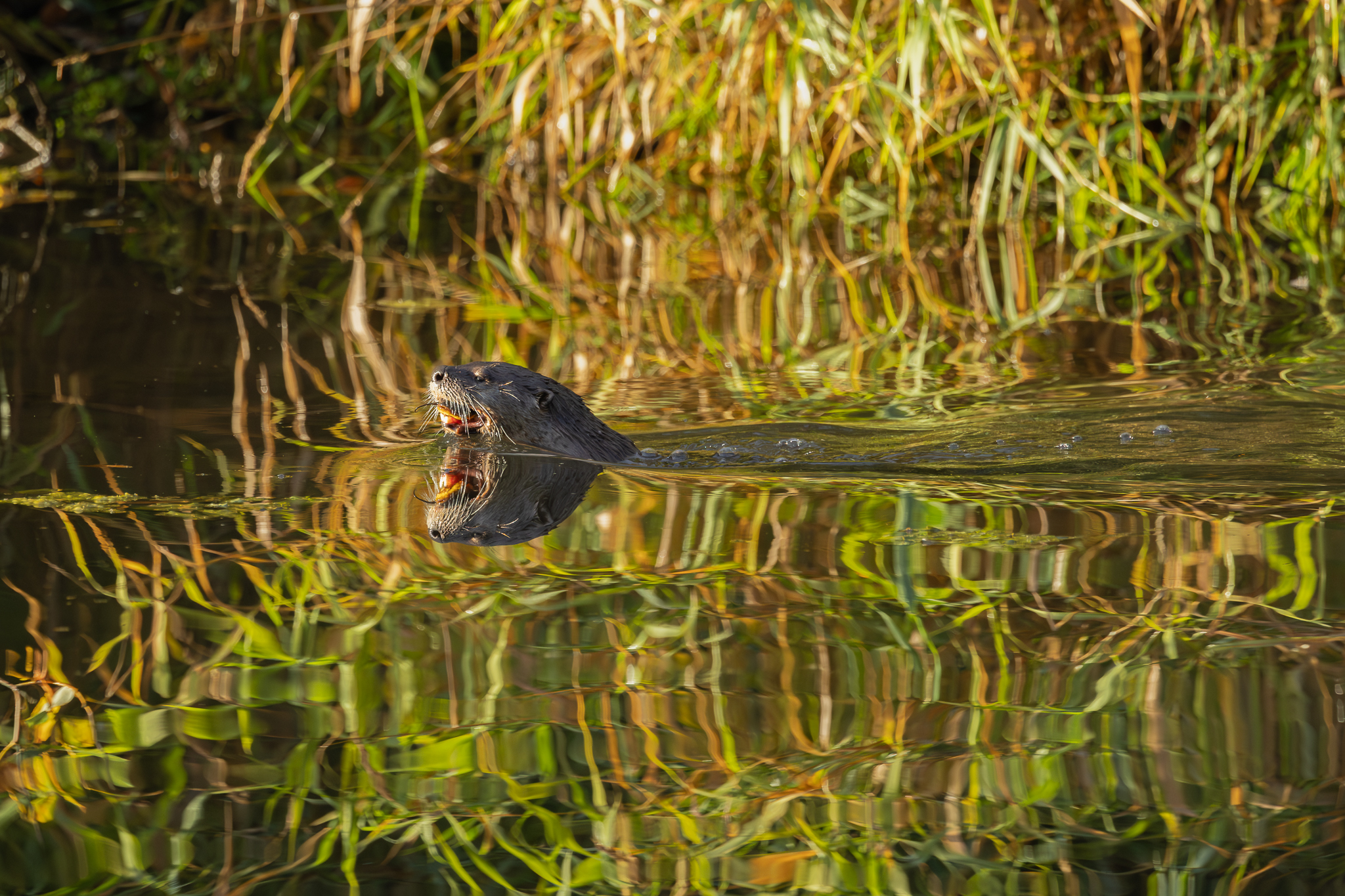 A North American River Otter eating a catfish in Washington State.