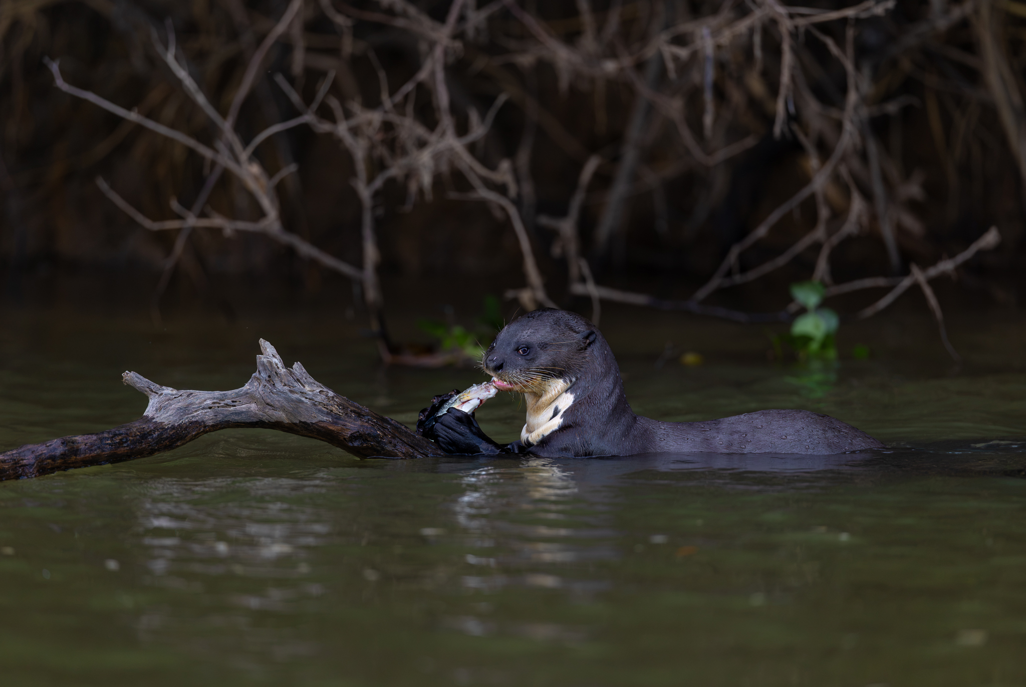 A Giant River Otter making quick work of a fish before heading back out to hunt for more, in Brazil.