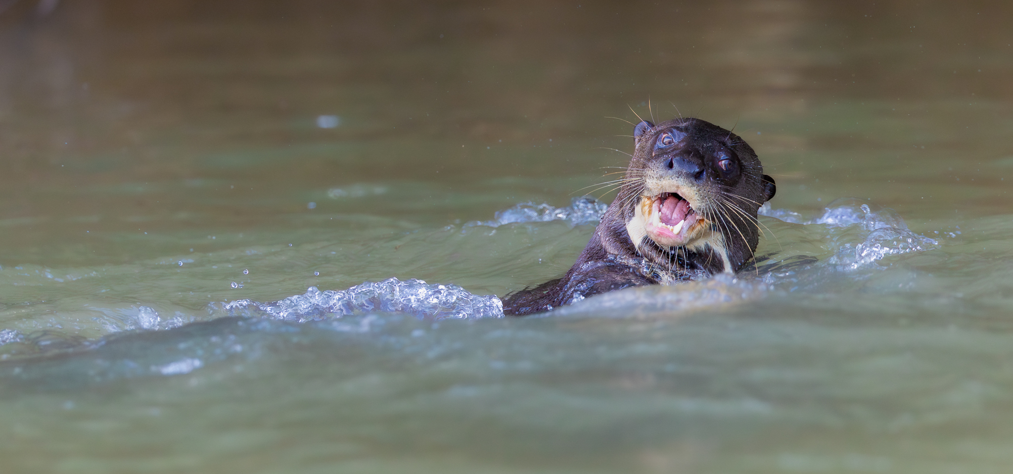 One of a family of Giant River Otters that were playing and hunting along the river bank in Brazil.