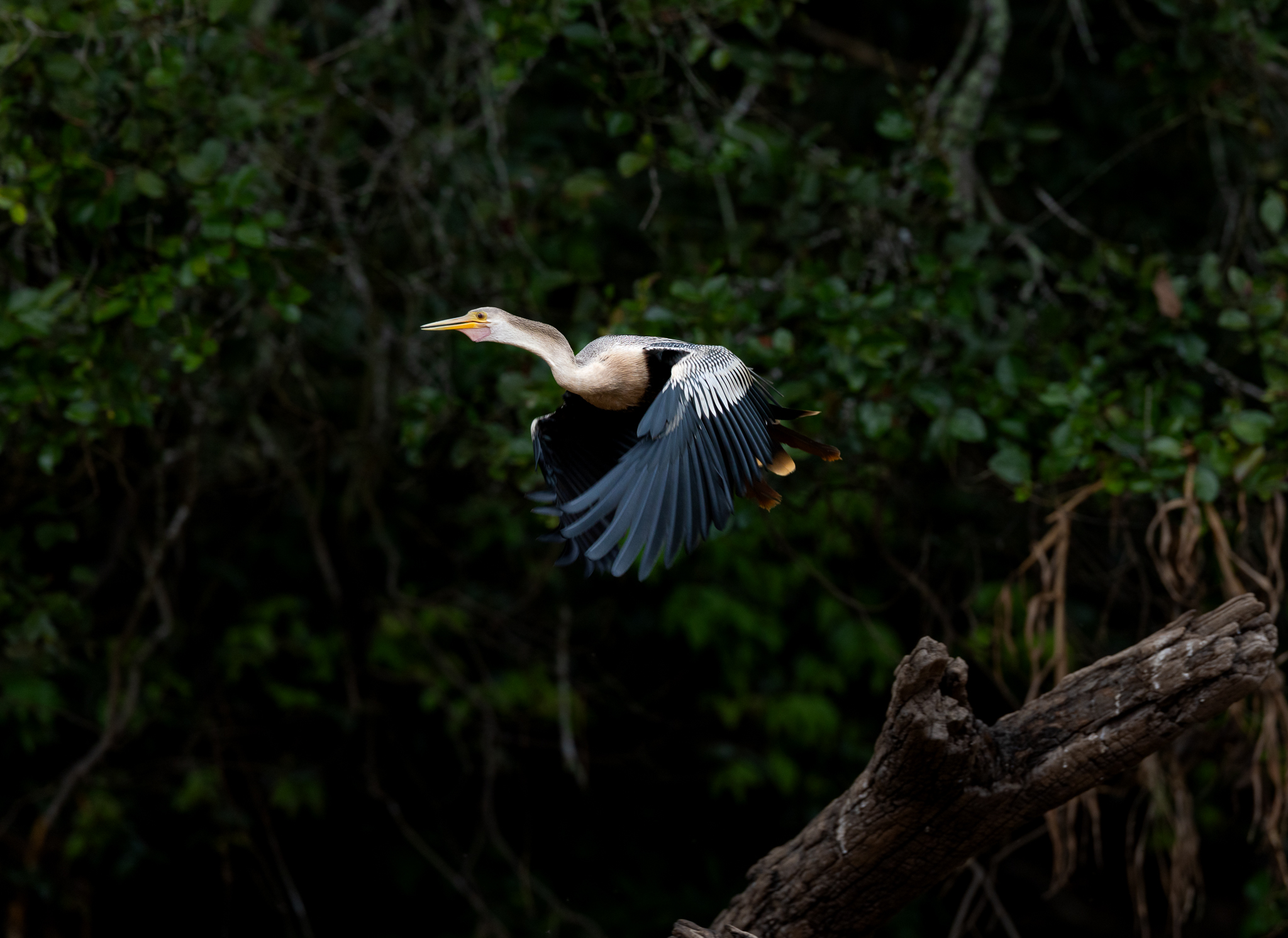 An Anhinga flying off its perch in the Brazilian Pantanal.