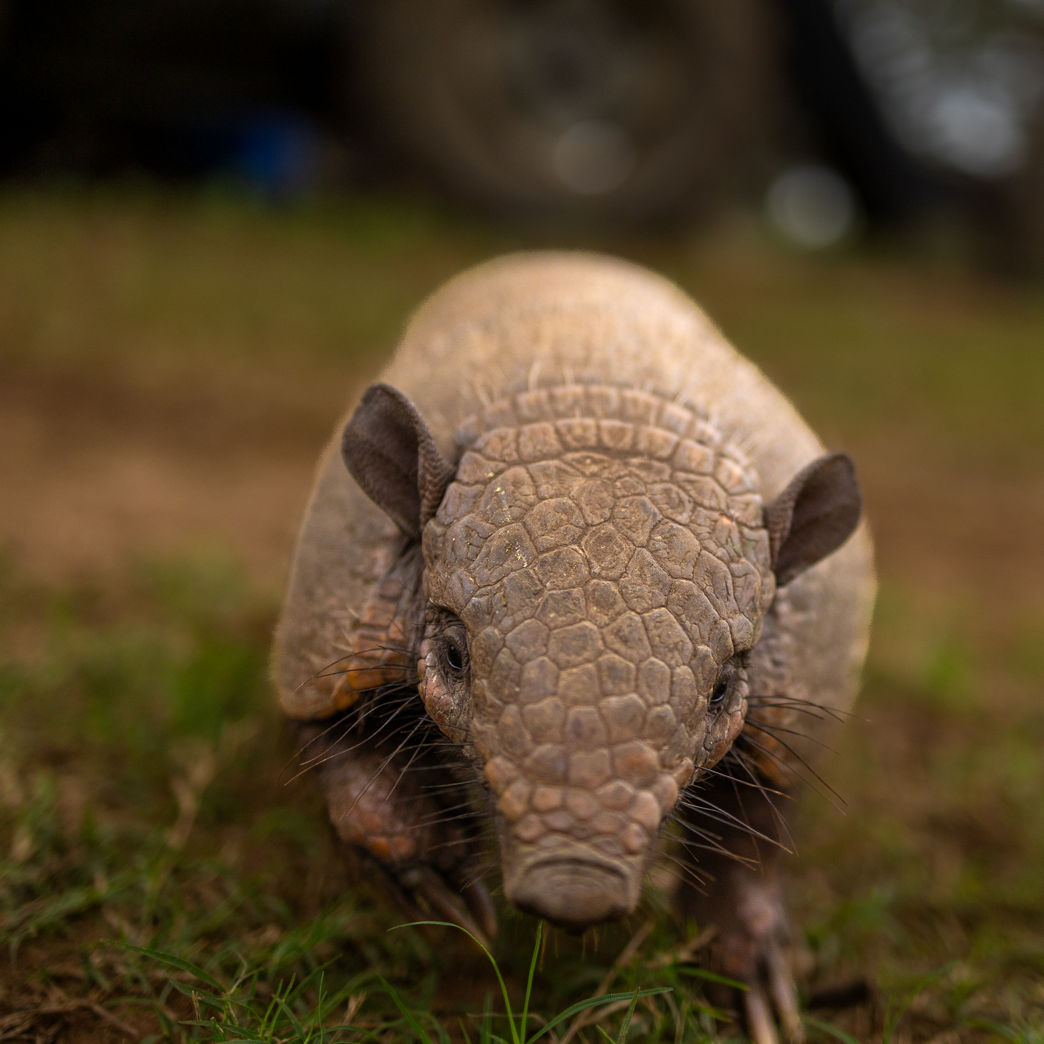 An armadillo inches away from the camera.
