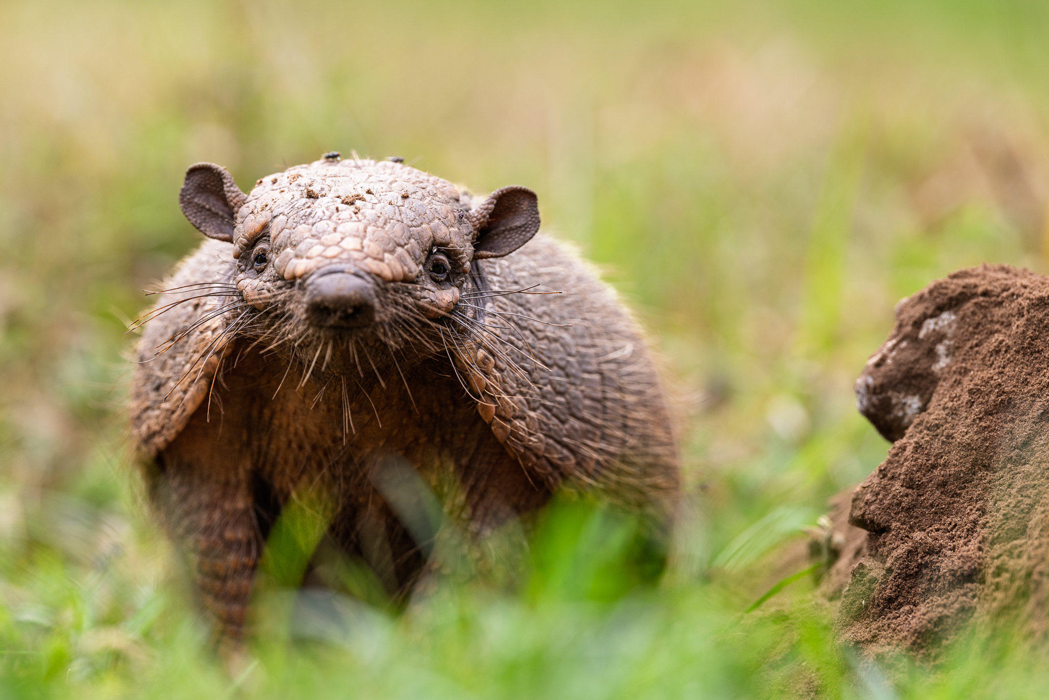 An armadillo looking and sniffing in our direction.