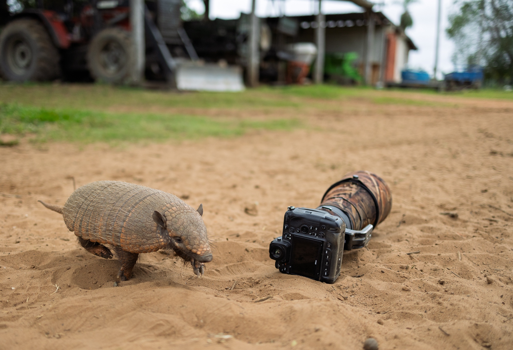An armadillo ran right past the camera we had set on the ground.