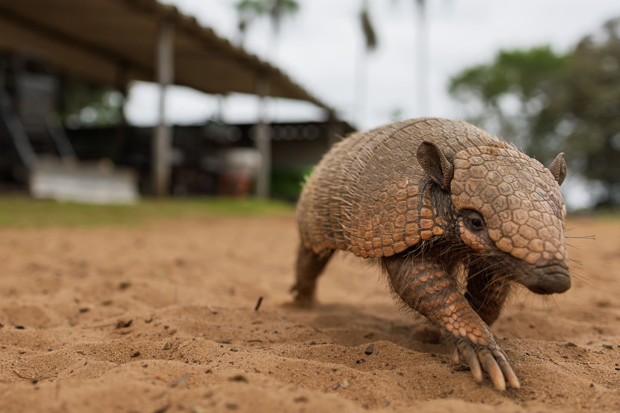 An armadillo running past me, with the shed and tractors in the background, in the Brazilian Pantanal.