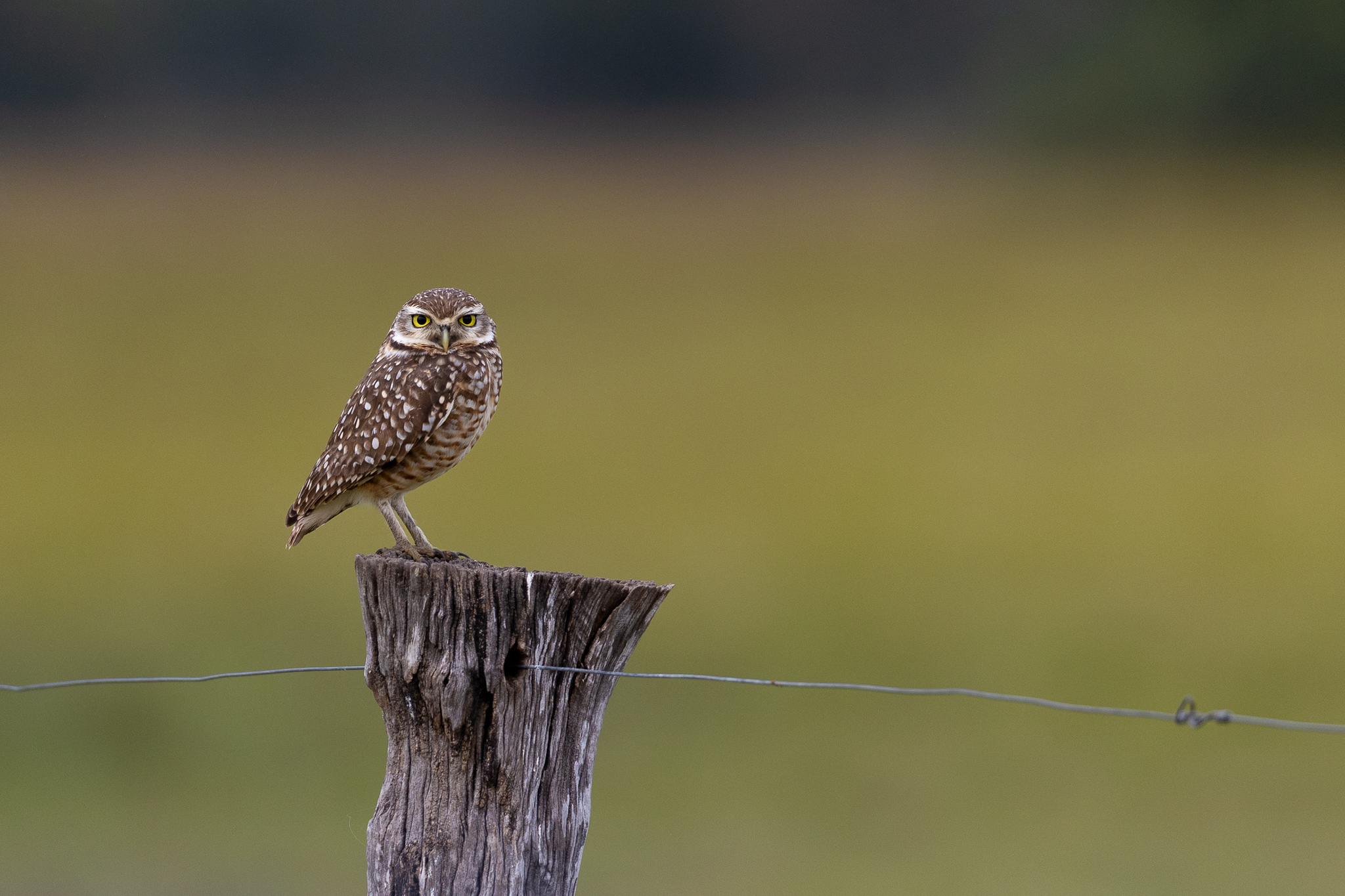 A Burrowing Owl on a fence post near its burrow.