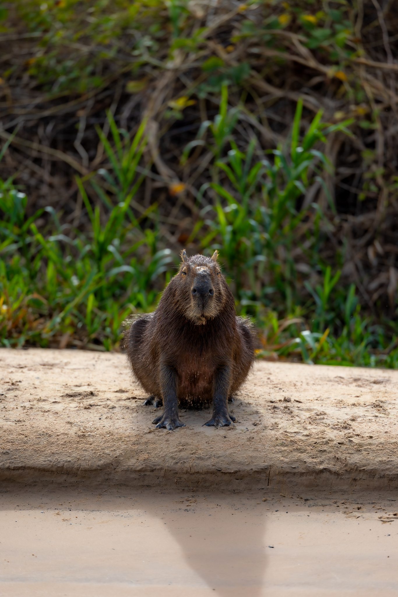 A Capybara sitting on the edge of the river in Brazil, waiting, though for what I could not say.
