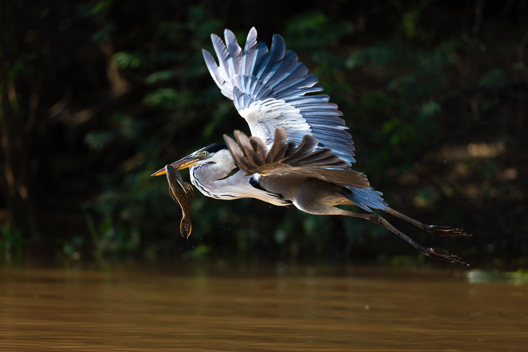 A Cocoi Heron flying off with a freshly caught catfish in the Brazilian Pantanal.