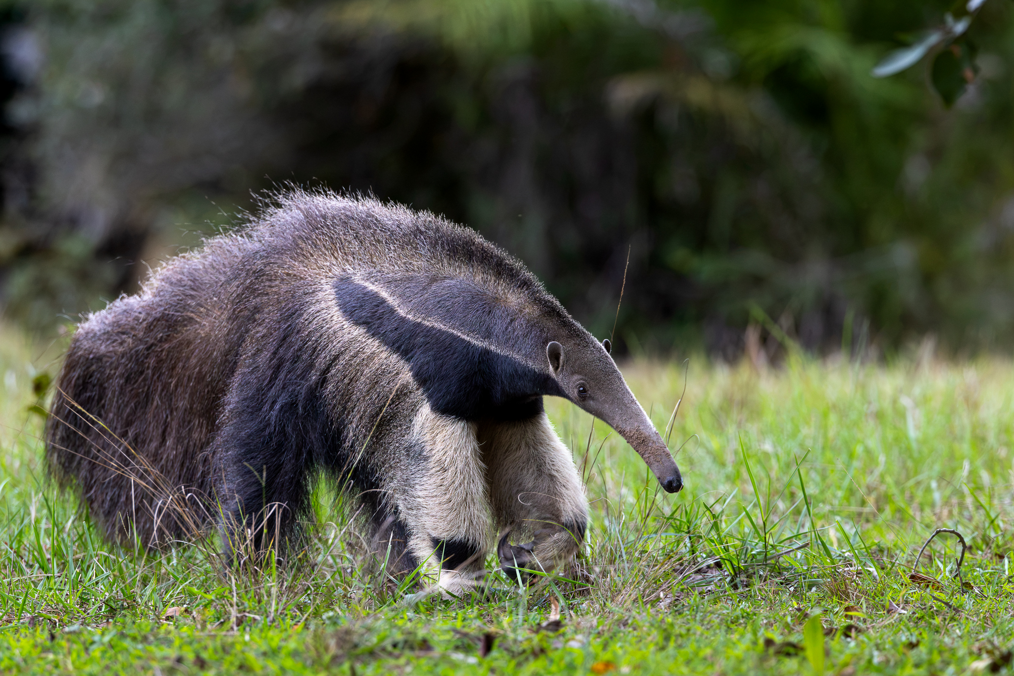 A Giant Anteater making its way across the grassland toward where we were tucked in by a bush, in the Brazilian Pantanal.