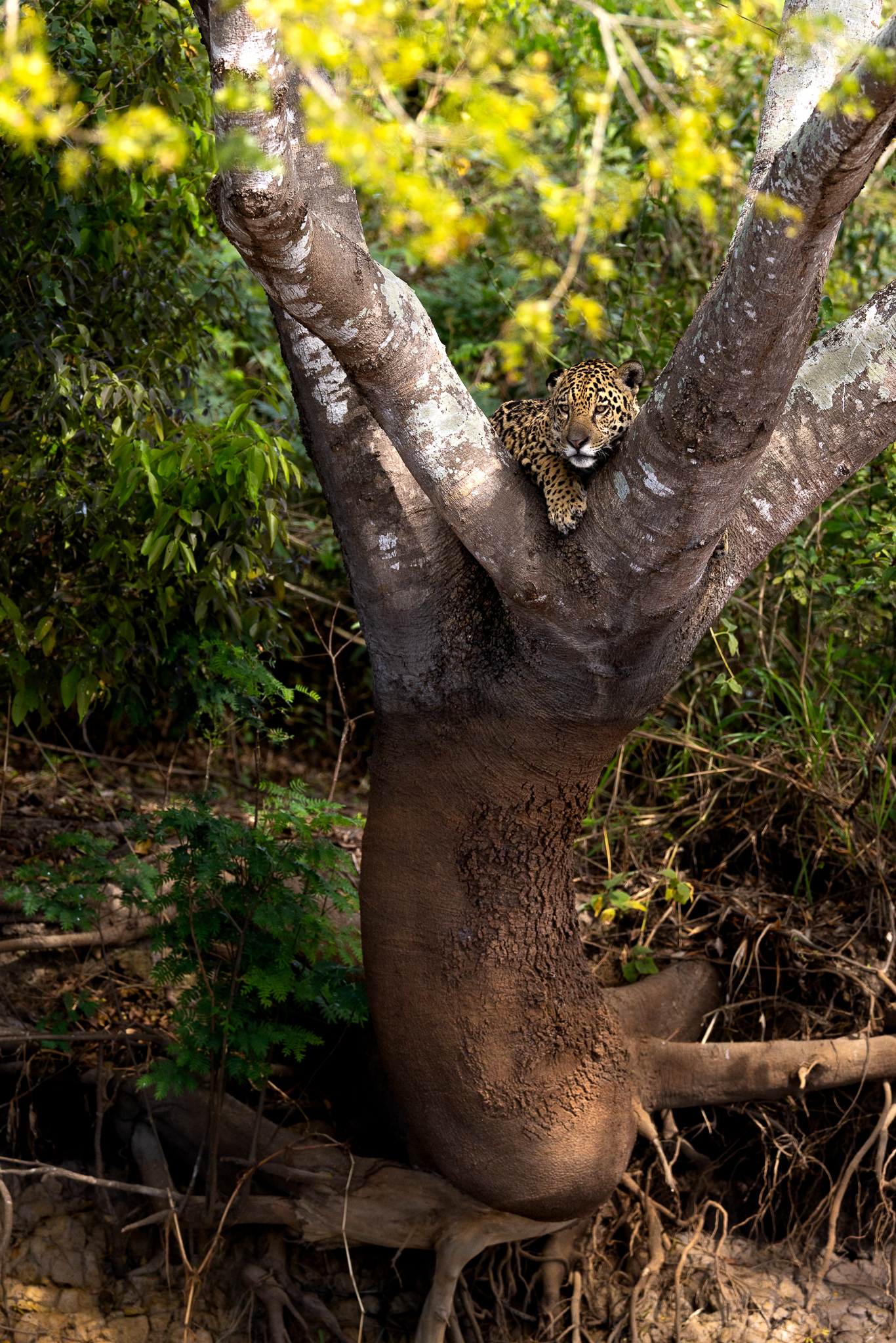 A Jaguar perched in the crook of a tree above the river, watching for caiman.