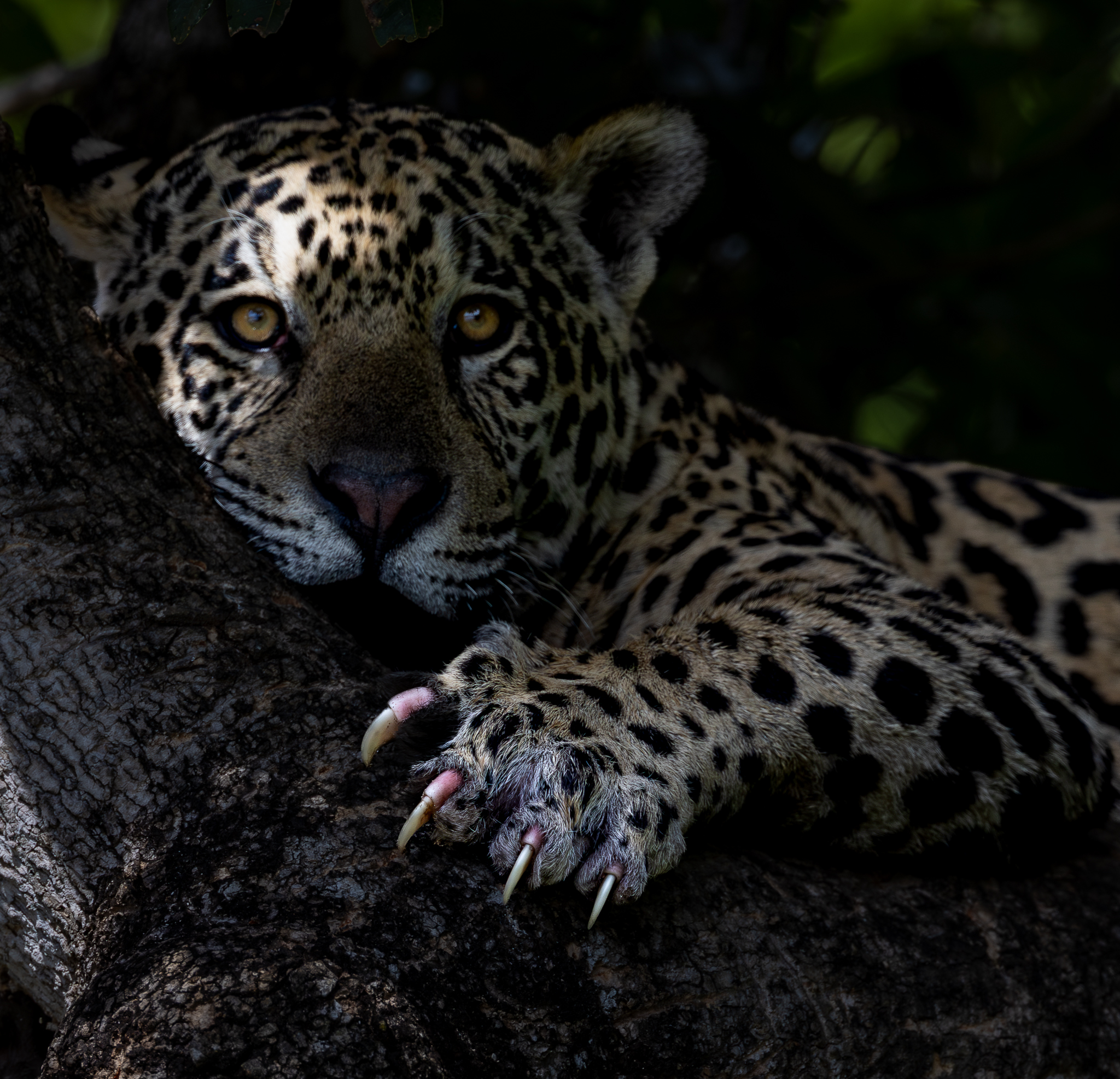 Lying along a branch, this Jaguar put its claws out and started scratching at the bark, in Brazil.