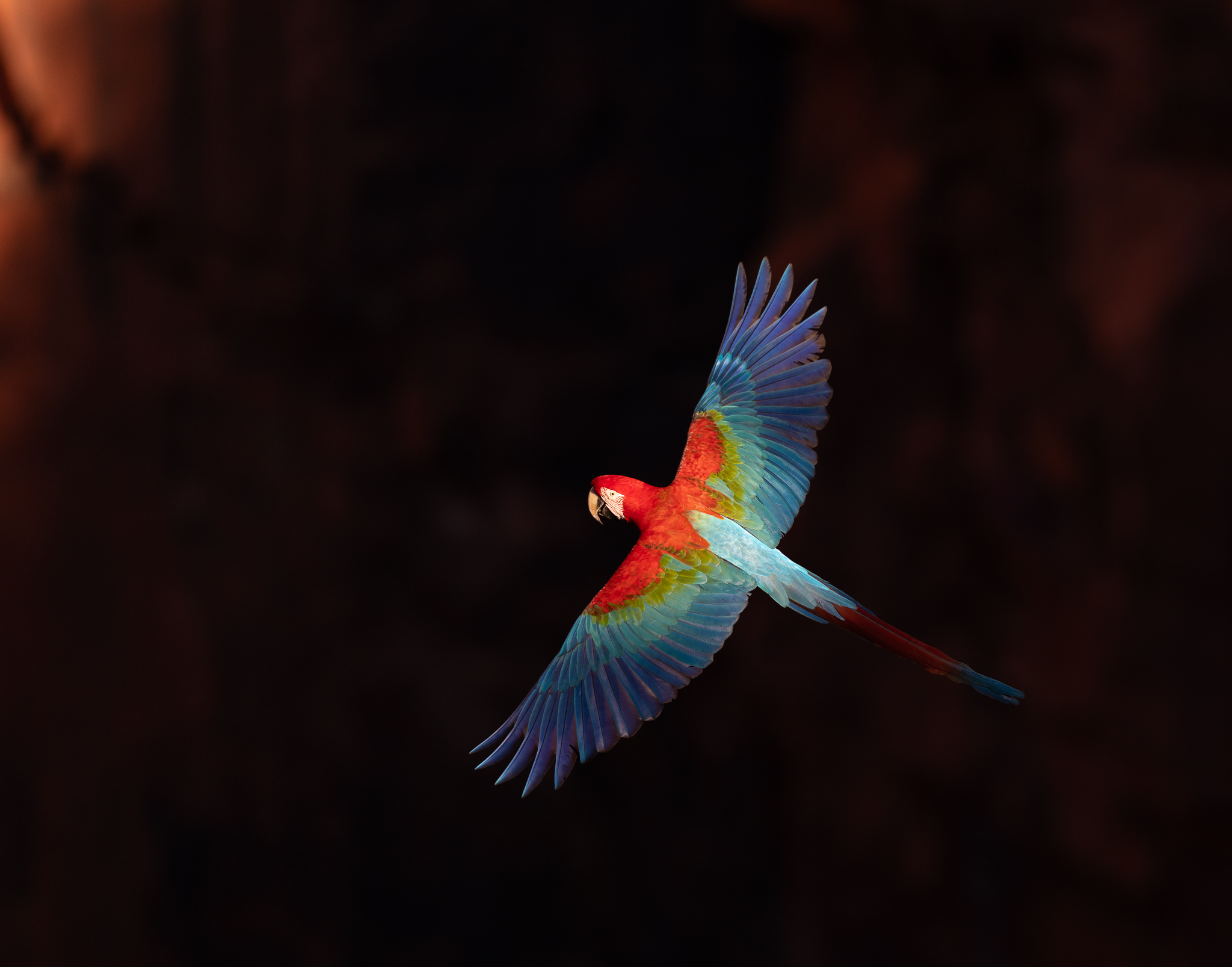 A Red-and-Green Macaw flies past, caught in a ray of sunlight against the shadowed rock behind it.
