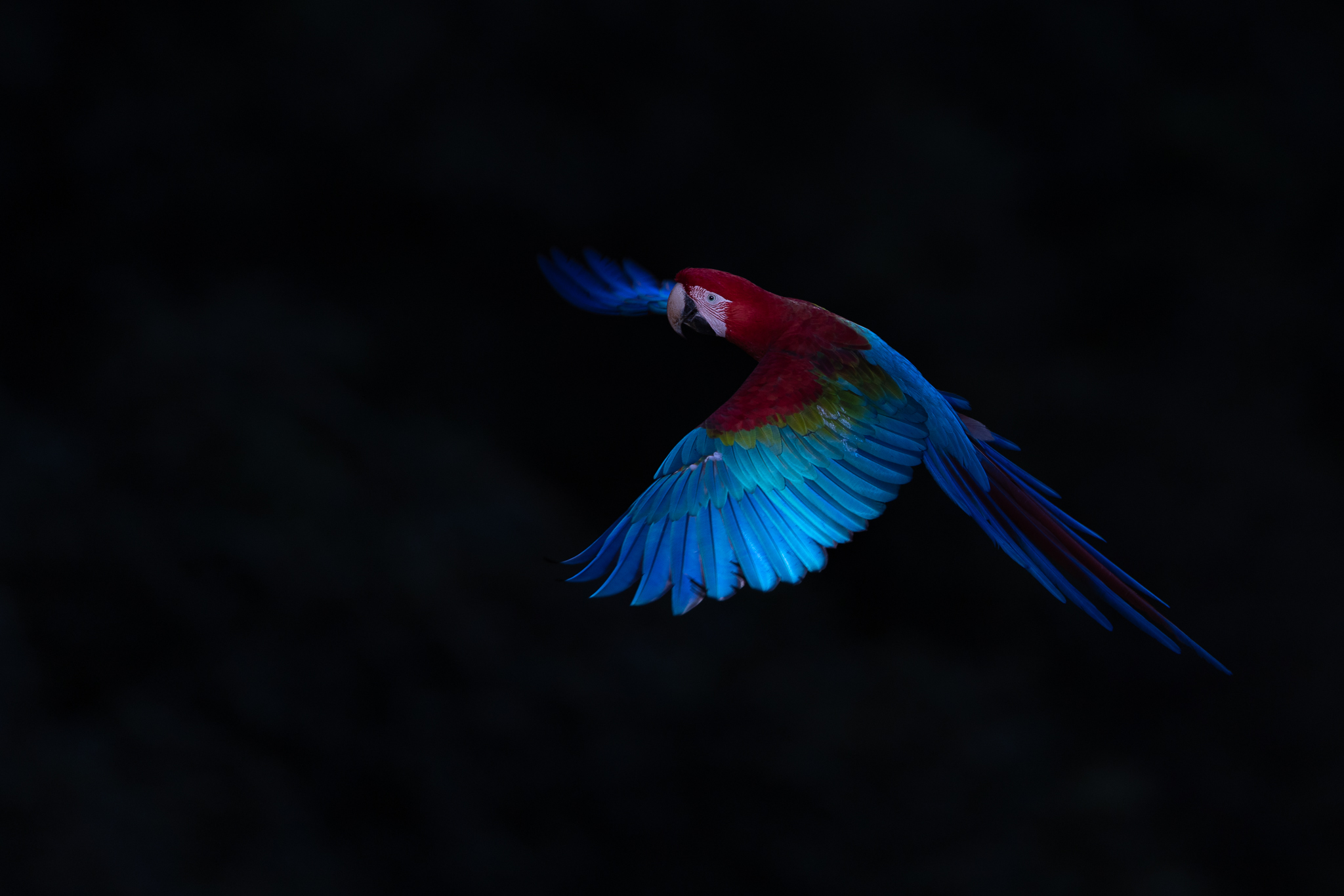 A Red-and-green Macaw flying in the shade of a sinkhole, where the light gave its colors an almost ethereal cast.