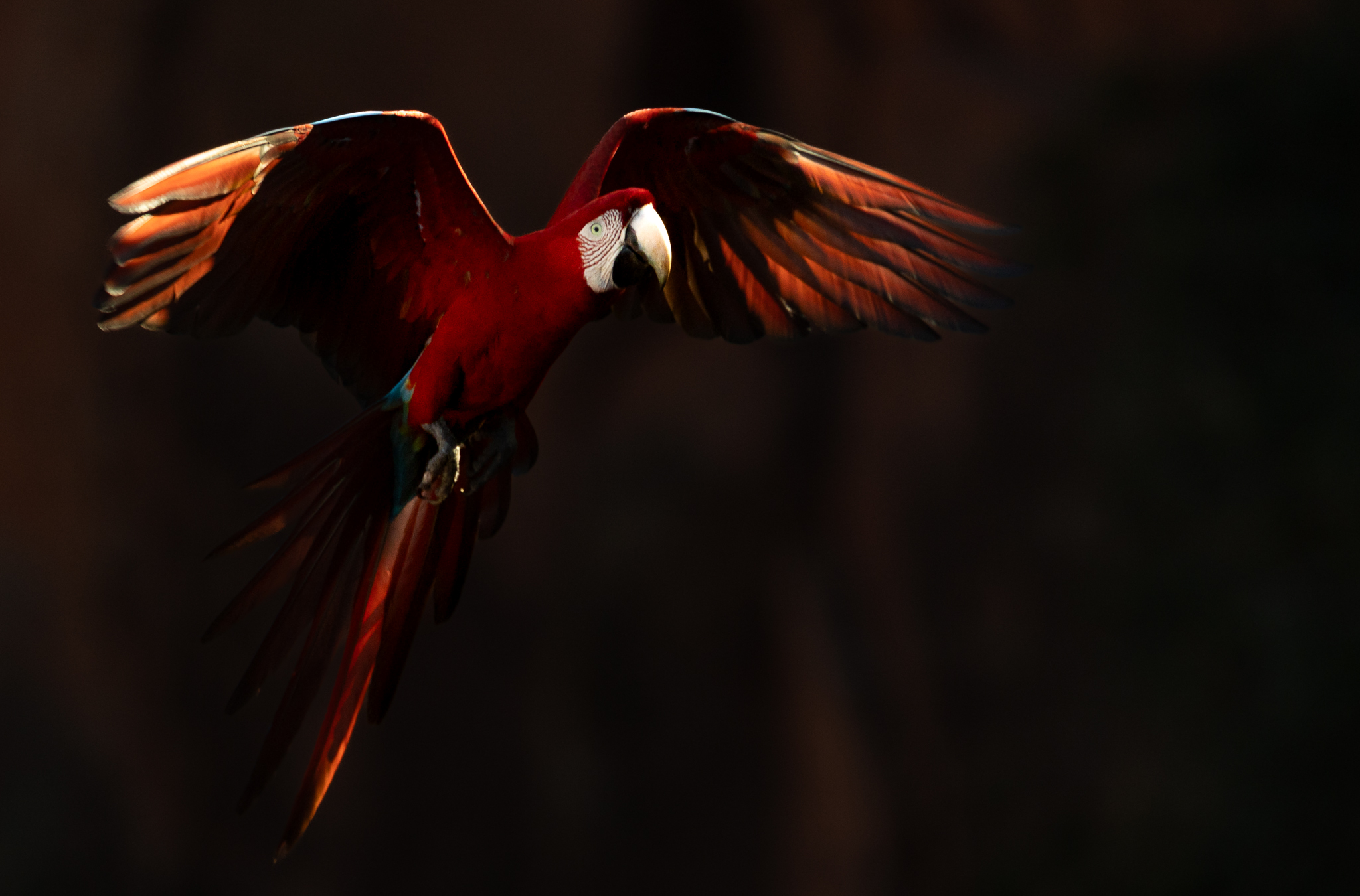 A Red-and-green Macaw flying in the last rays of sun reaching into the sinkhole.