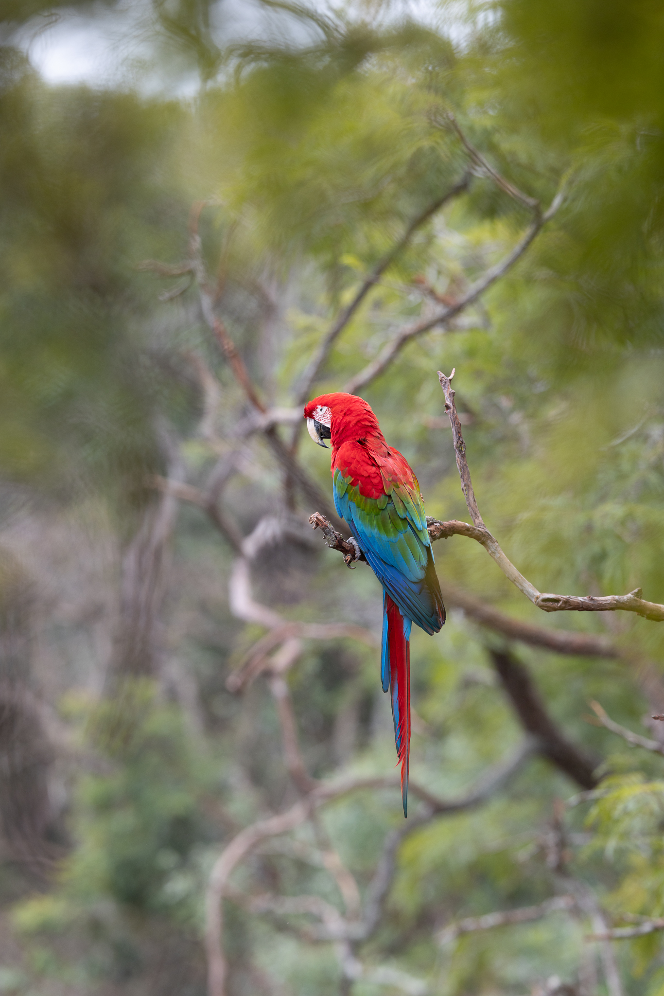 A Red-and-green Macaw perched in the Brazilian Pantanal.