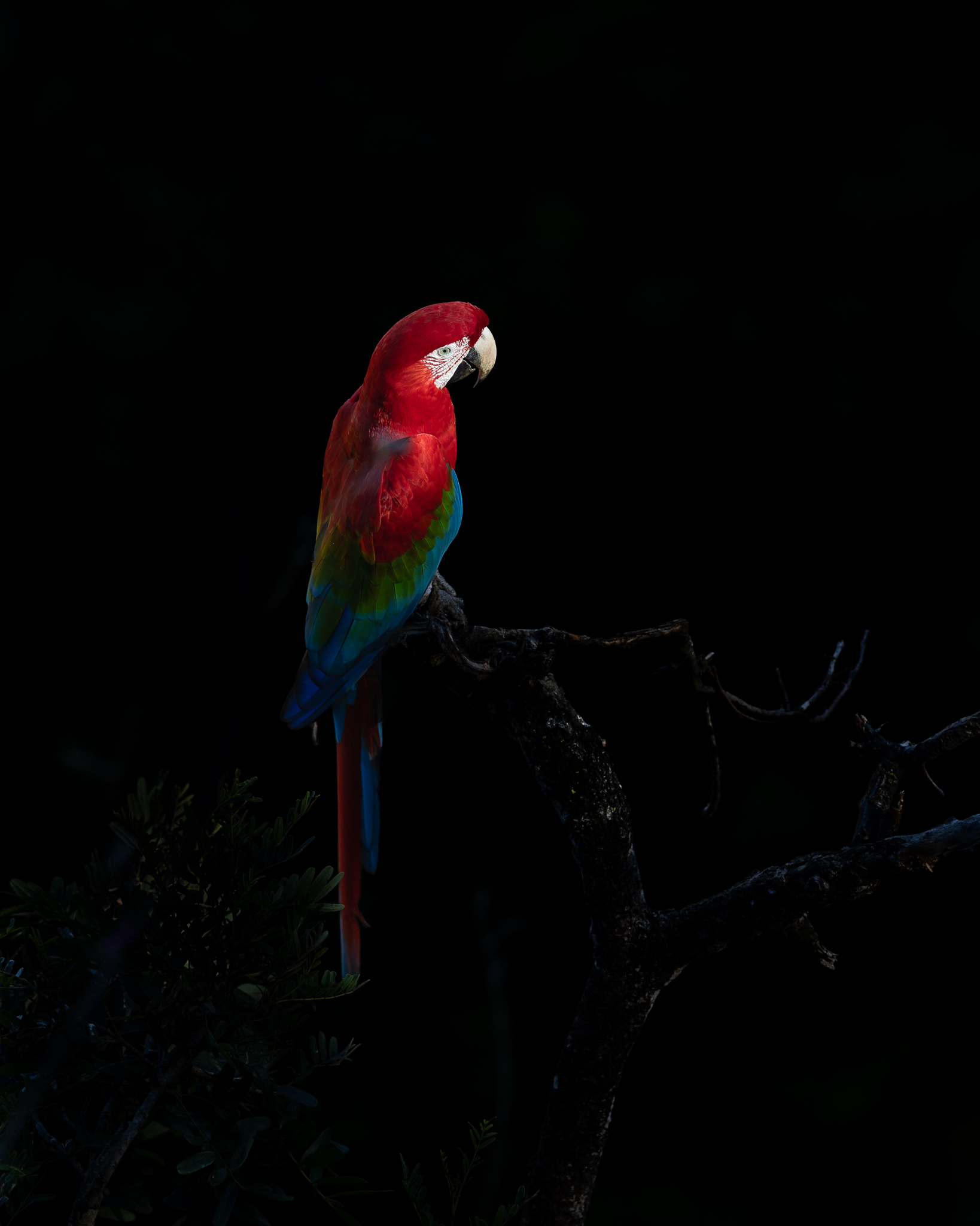 A Red-and-green Macaw perched in the fading light, Brazil.