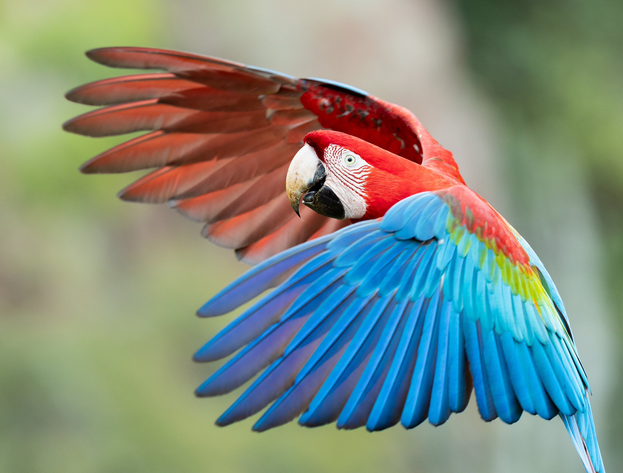A Red-and-green Macaw that flew right in front of us as it came in to land on a nearby branch, in Brazil.