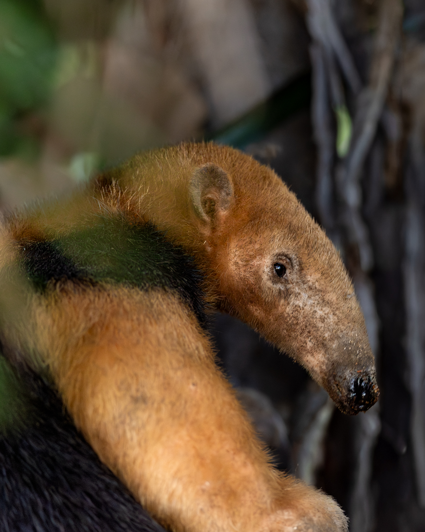 A Southern Tamandua climbed a little way up the tree, paused, then turned around and headed back down.
