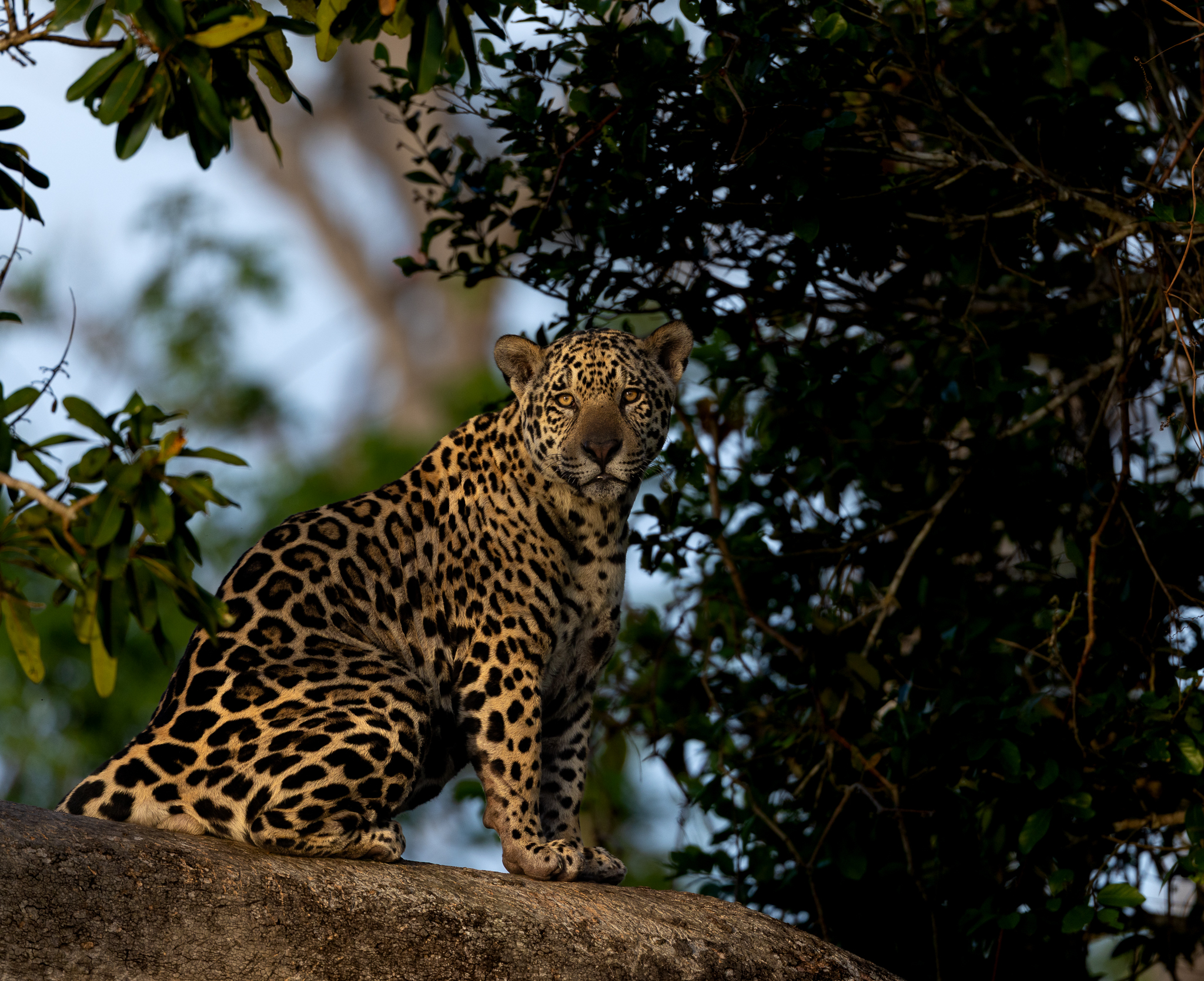 This Jaguar had been lying on the branch, and got up to stretch before settling into a sit.
