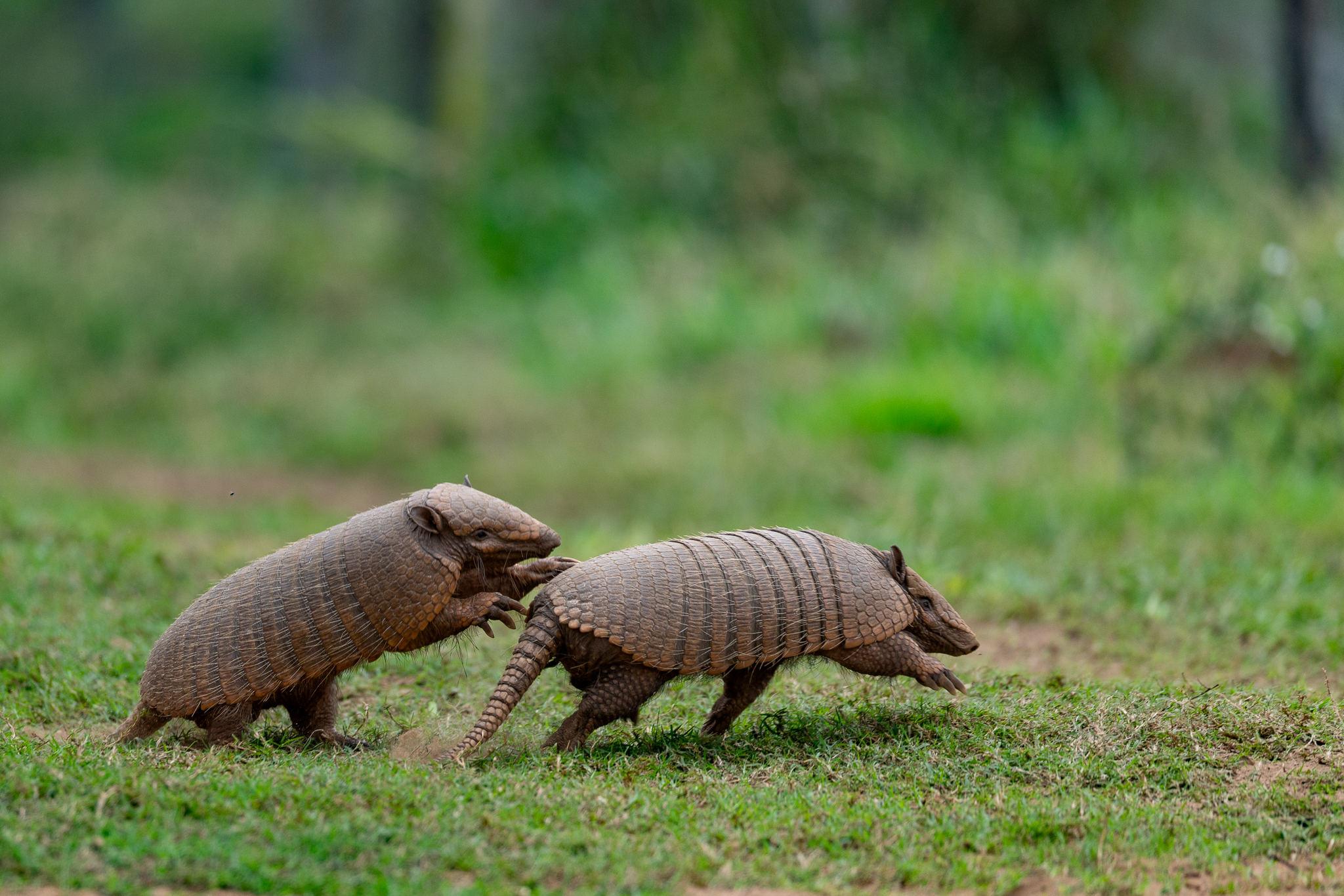 Two armadillos chasing after each other across the grass.