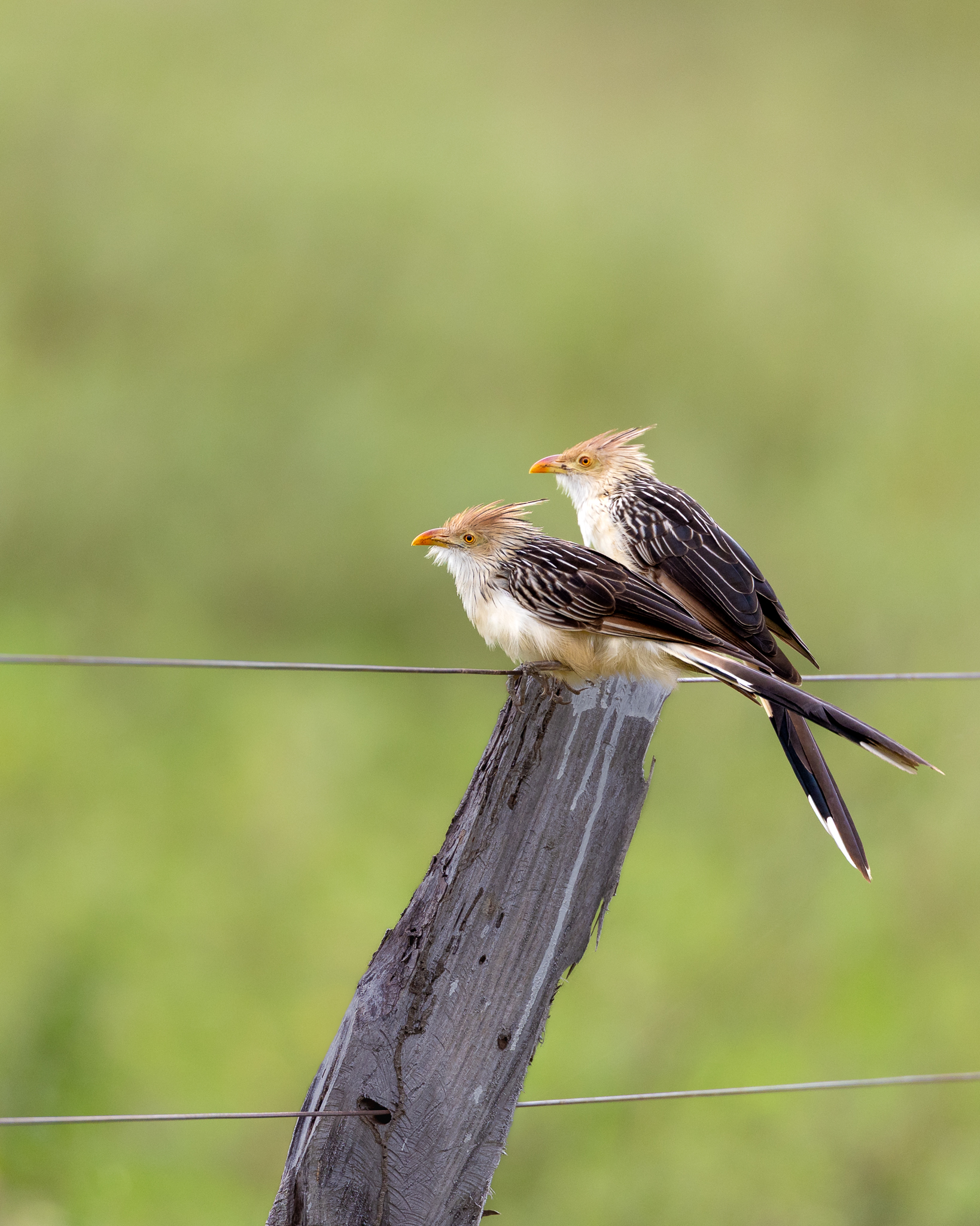 Two Guira Cuckoos sitting together on a fence post.
