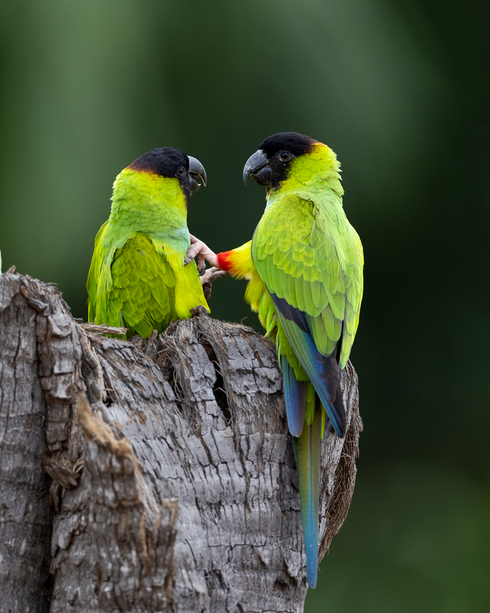 Two Nanday Parakeets on top of a dead tree.