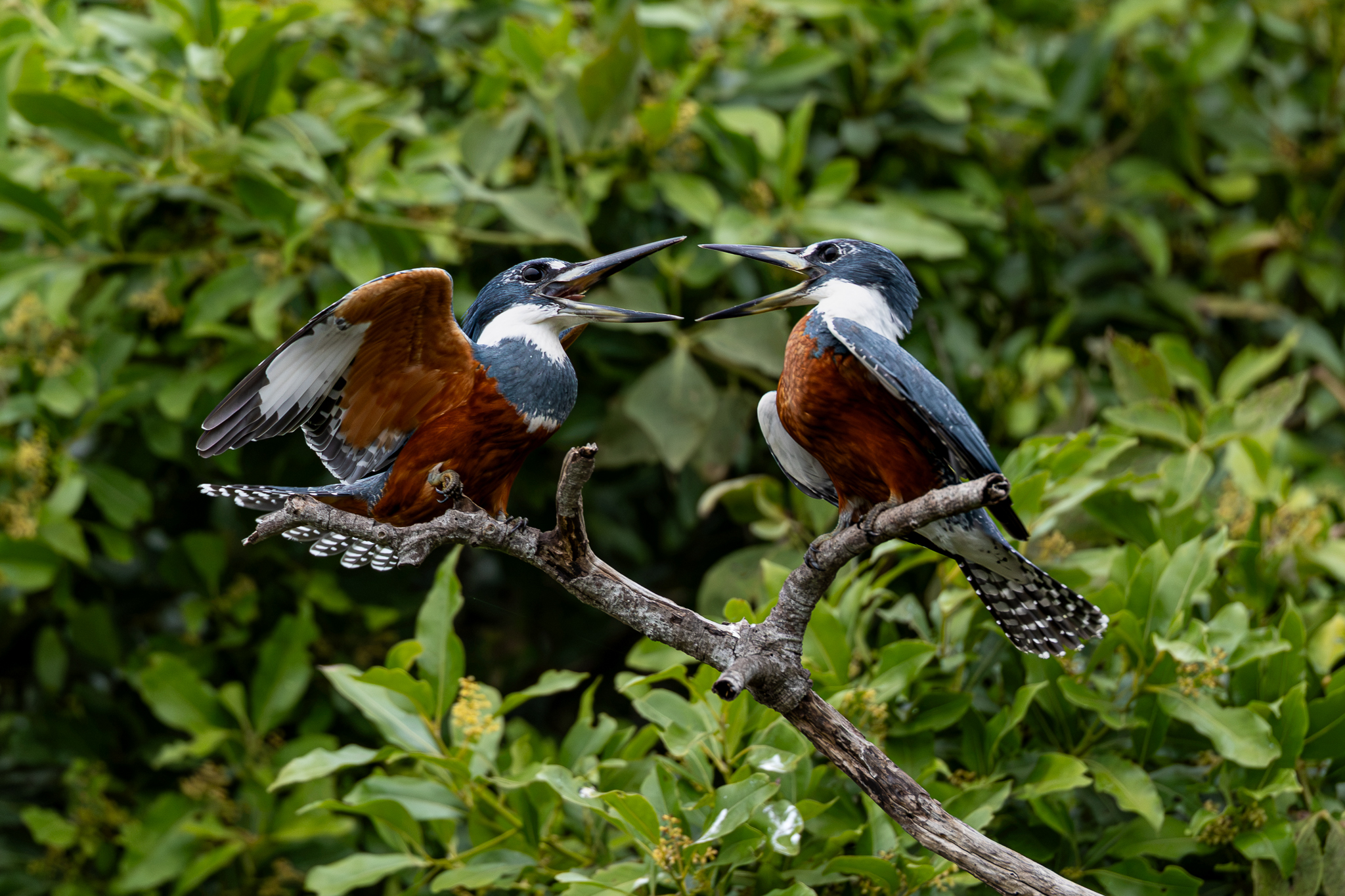 Two Ringed Kingfishers having a disagreement.