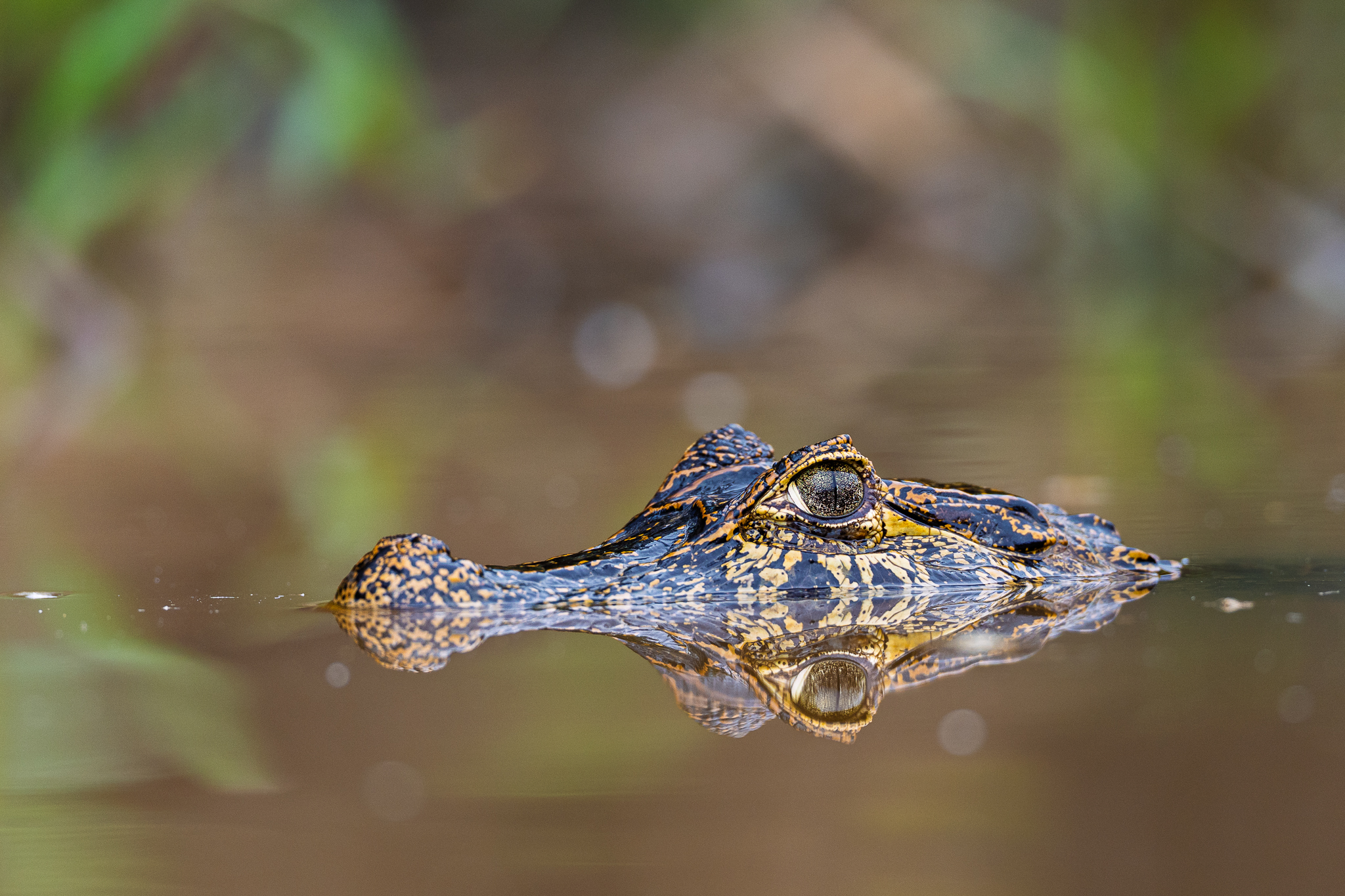 A Yacare Caiman floating in the river.