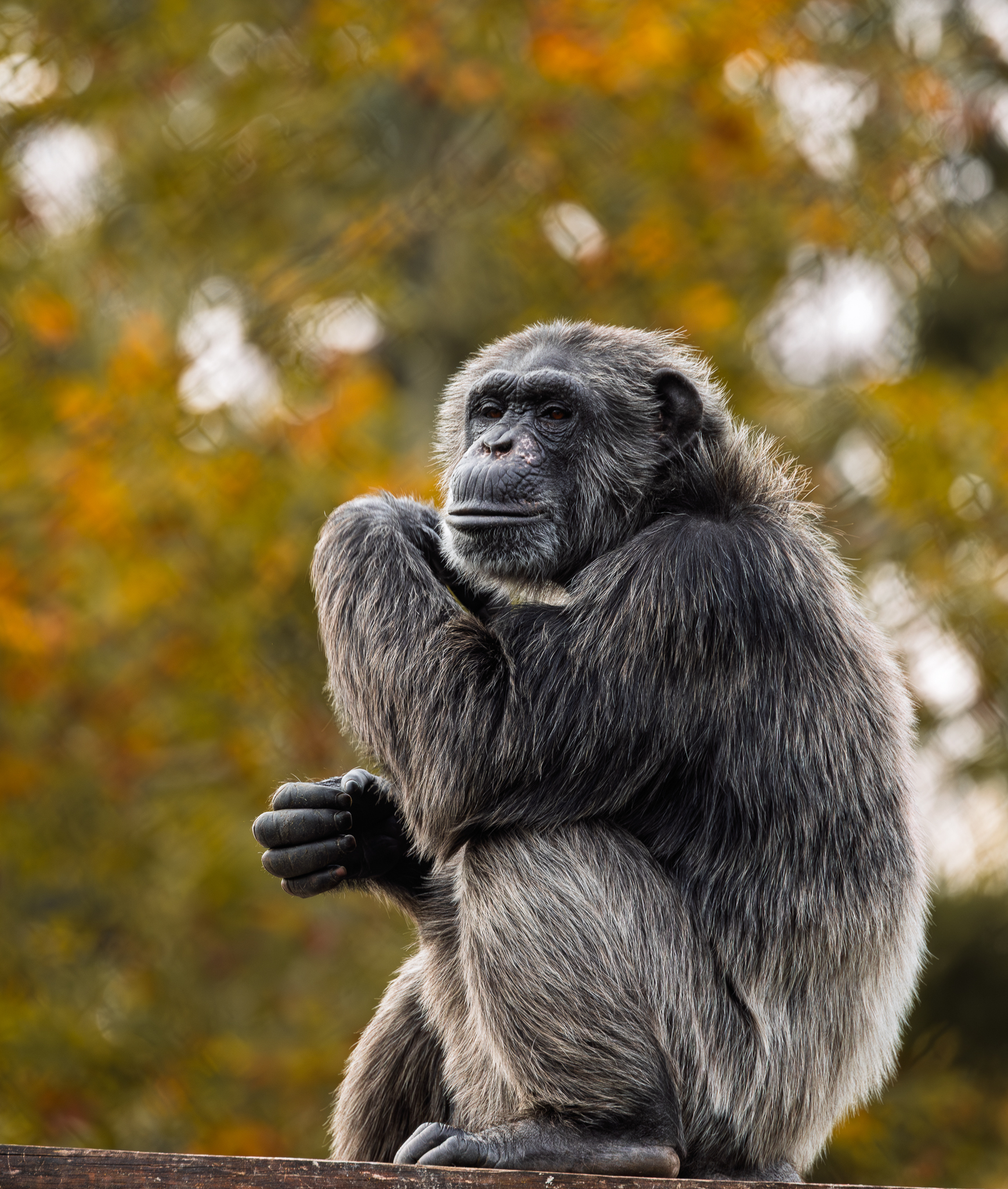 A Chimpanzee in the fall colors at the Oregon Zoo.