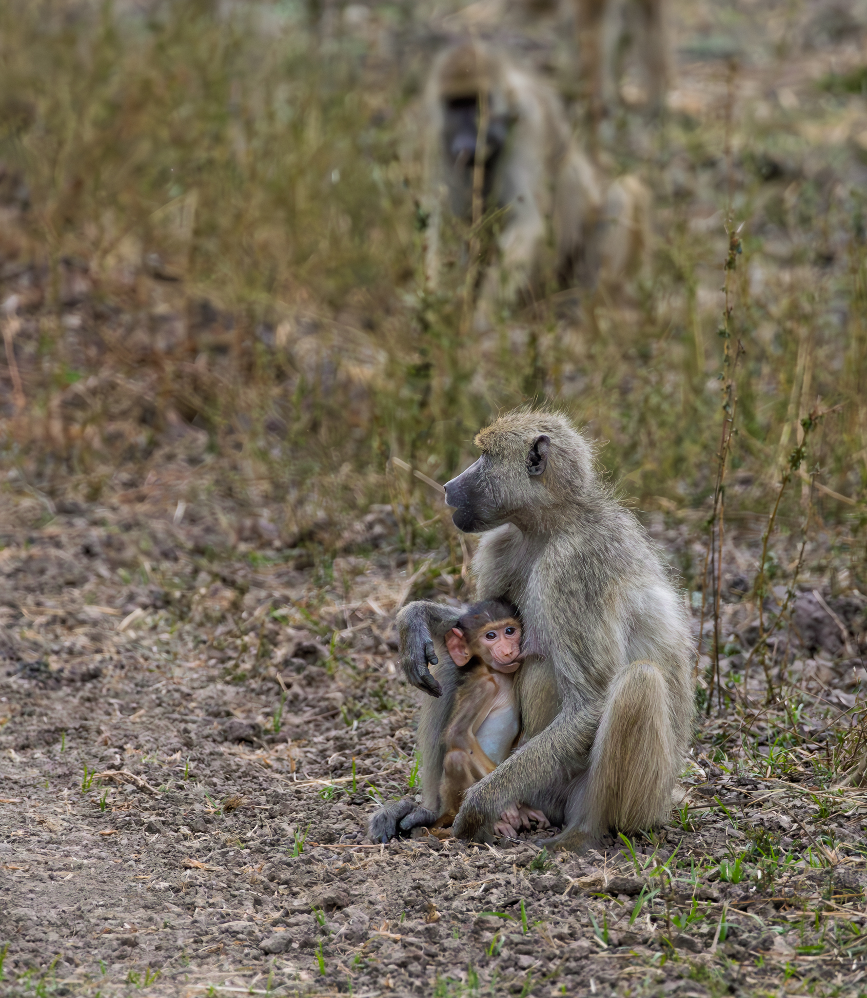 A young Yellow Baboon nursing in South Luangwa National Park, Zambia