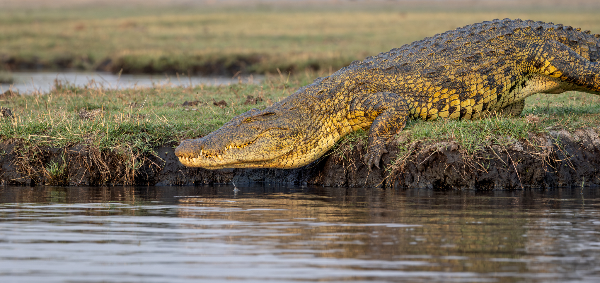 A Nile Crocodile moving into the Chobe river. Chobe National Park, Botswana.