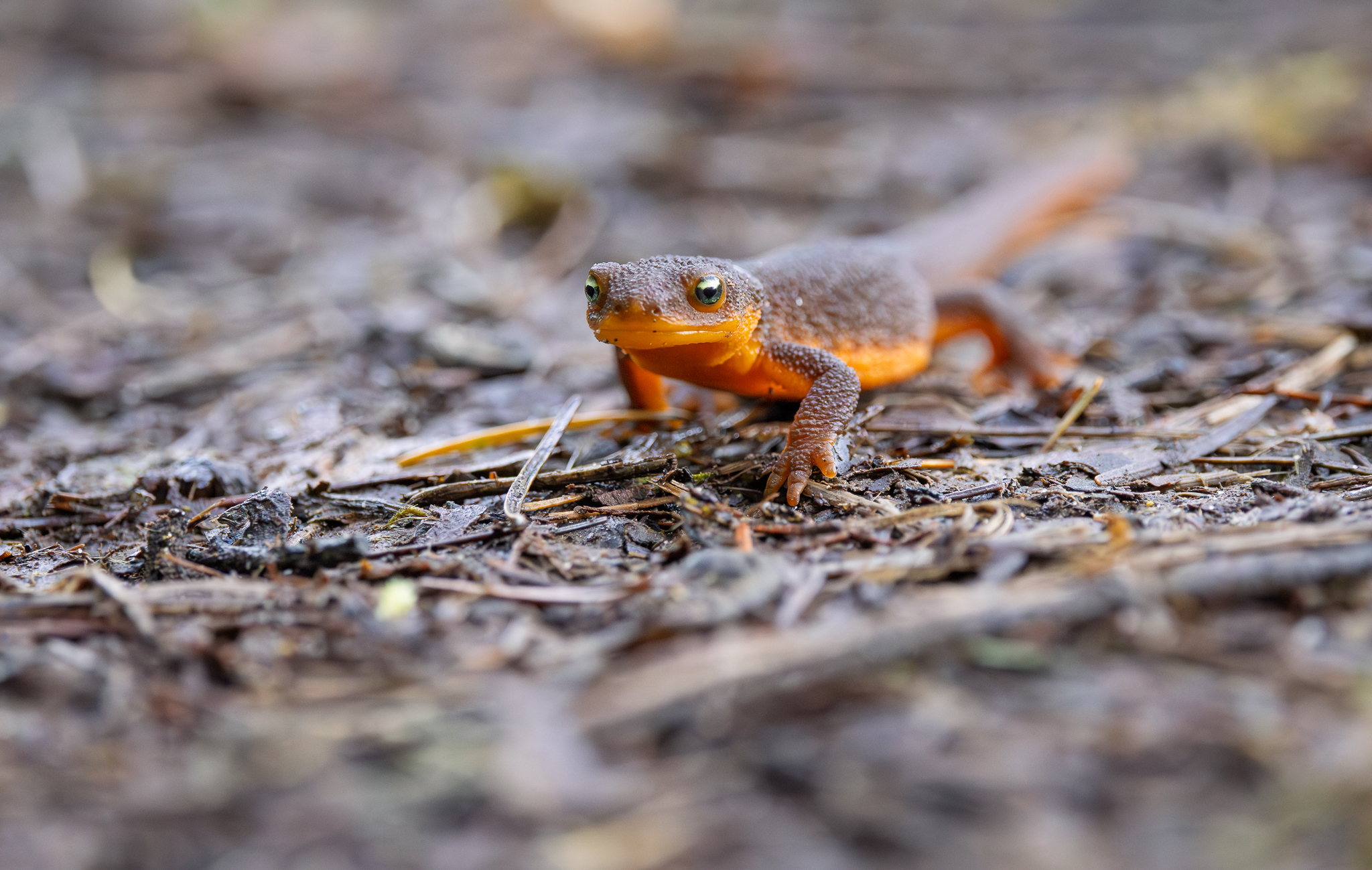 A Rough Skinned Newt. Washington State.