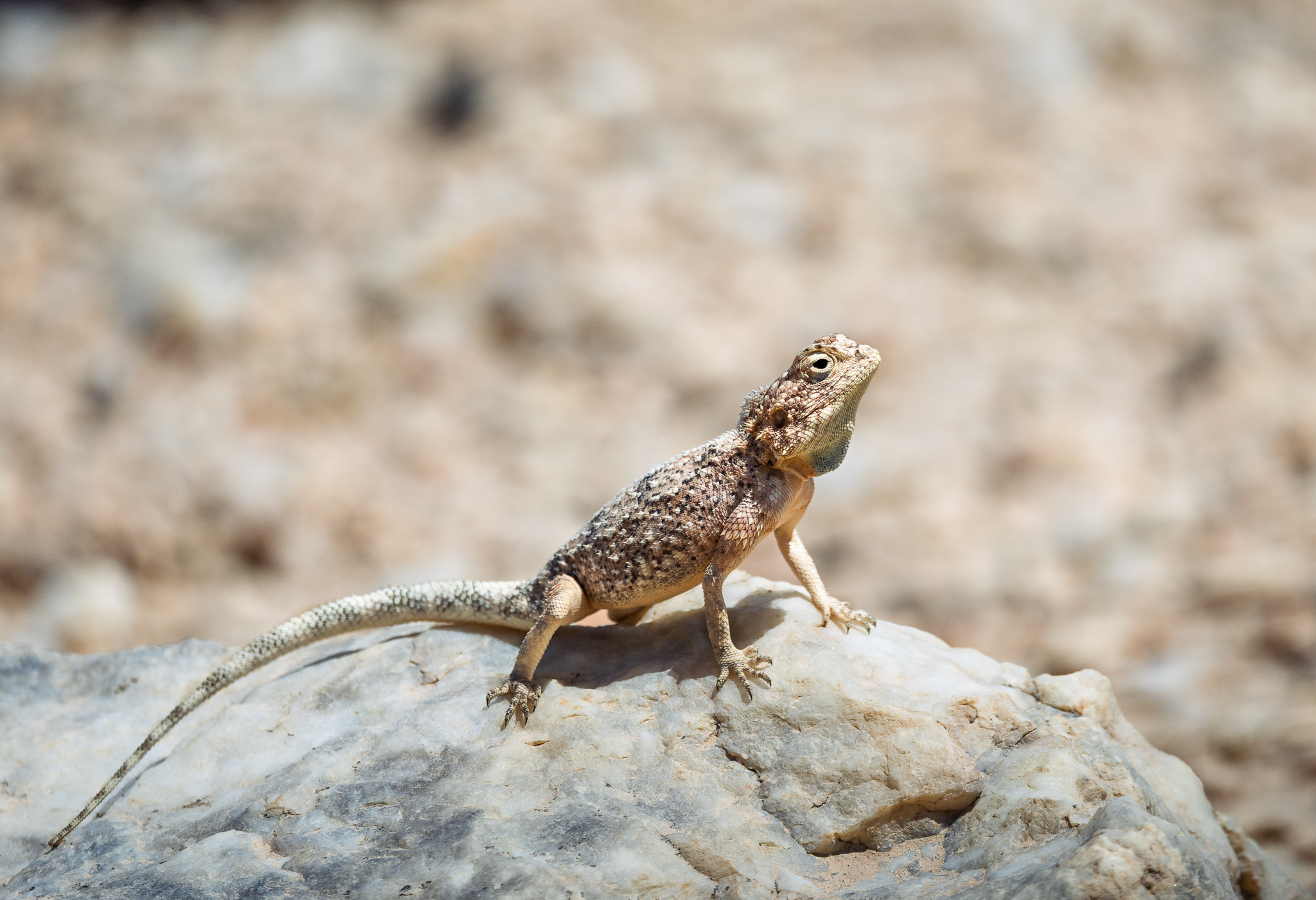 A Ground Agama in Namibia.